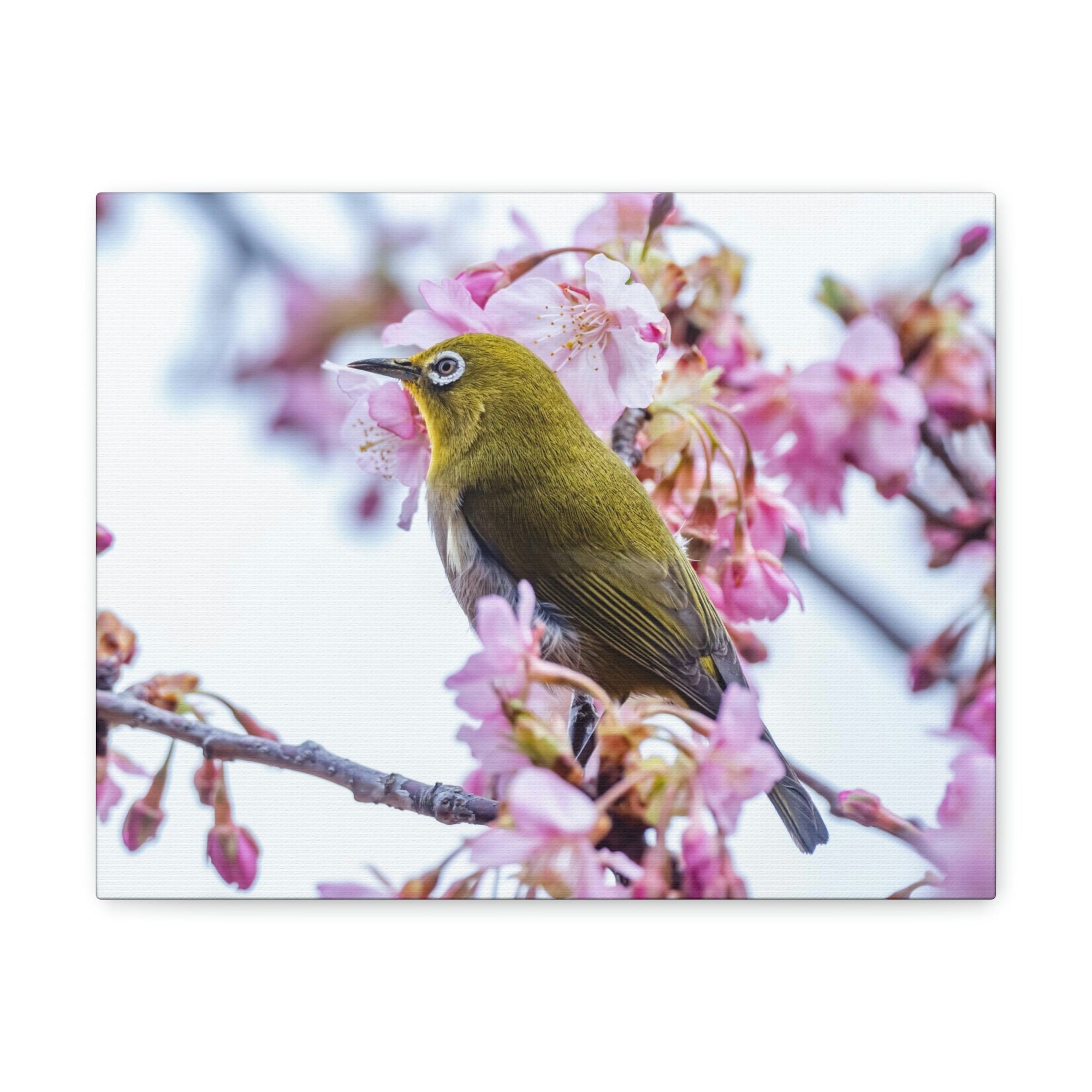 Funny Warbler Silly Warbler Scene Outside Wall Art Ready to Hang Unframed-Express Your Love Gifts