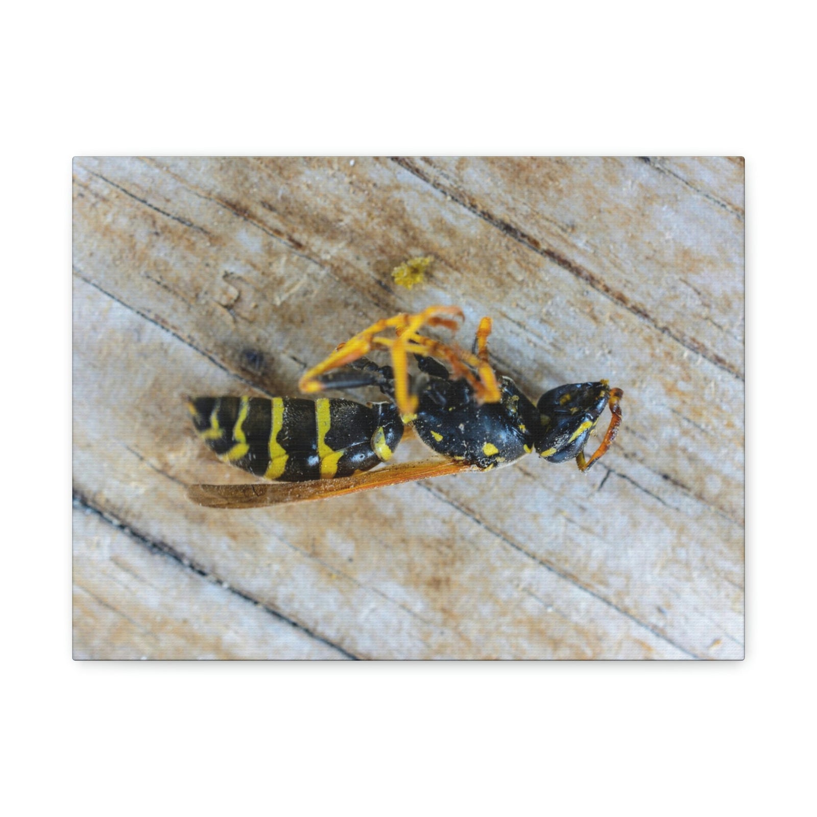 Funny Wasp Silly Wasp Scene Inside Wall Art Ready to Hang Unframed-Express Your Love Gifts