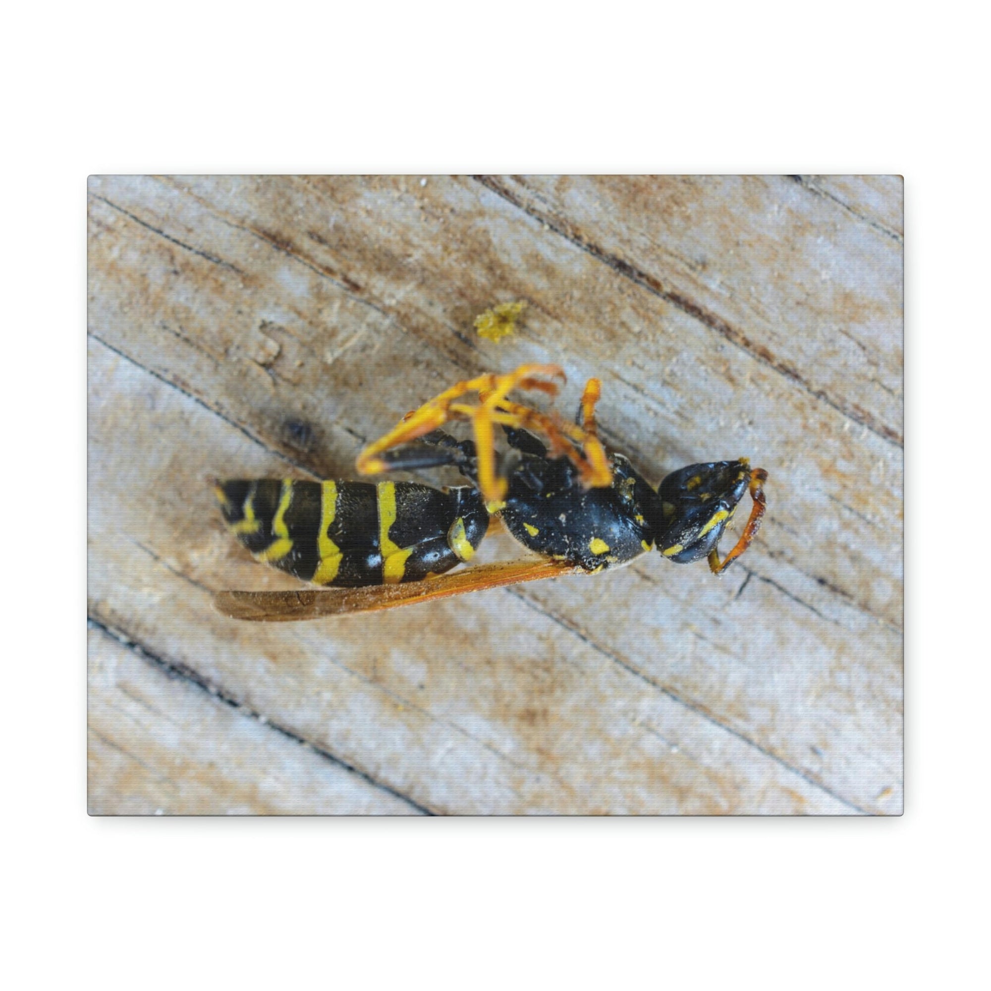 Funny Wasp Silly Wasp Scene Inside Wall Art Ready to Hang Unframed-Express Your Love Gifts