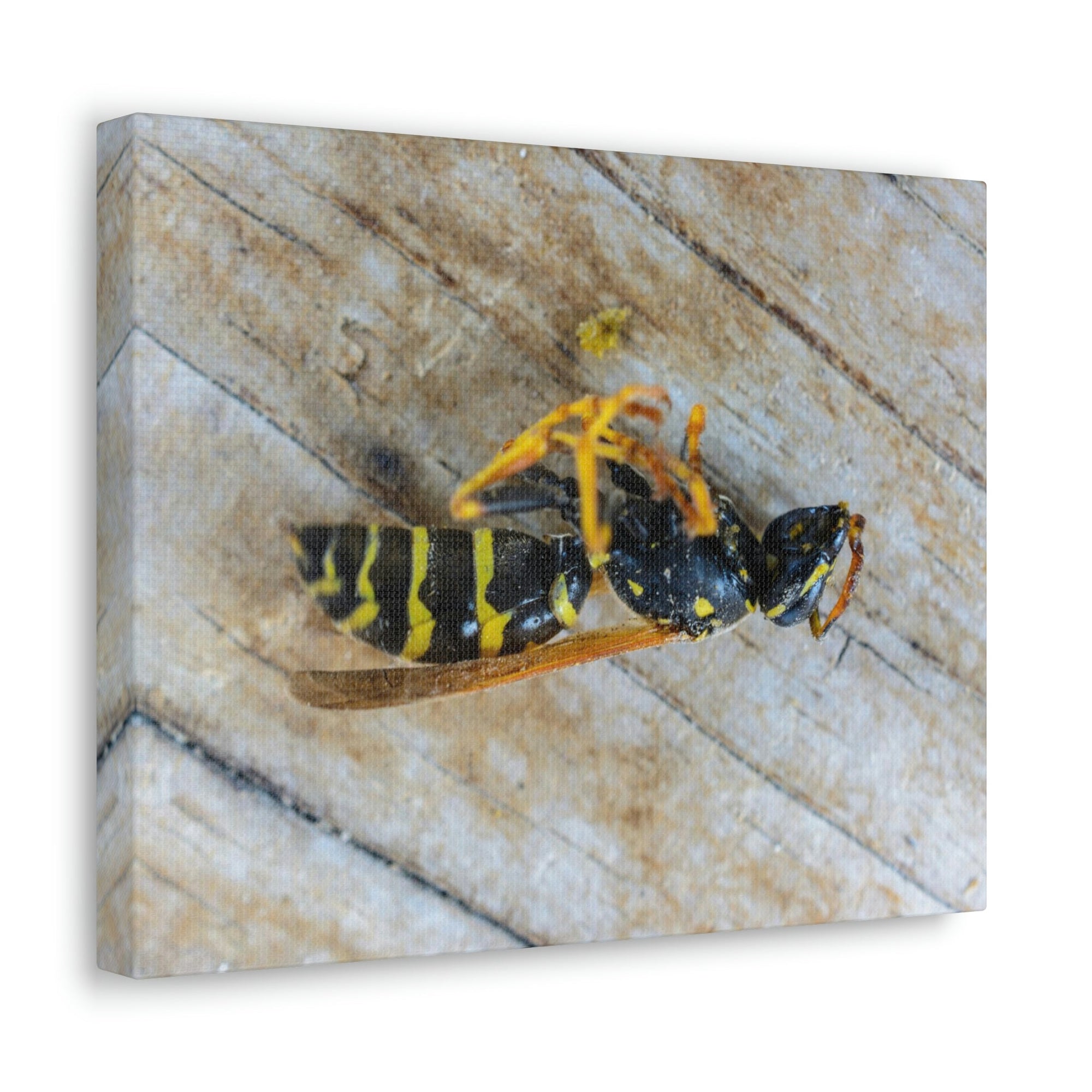 Funny Wasp Silly Wasp Scene Inside Wall Art Ready to Hang Unframed-Express Your Love Gifts