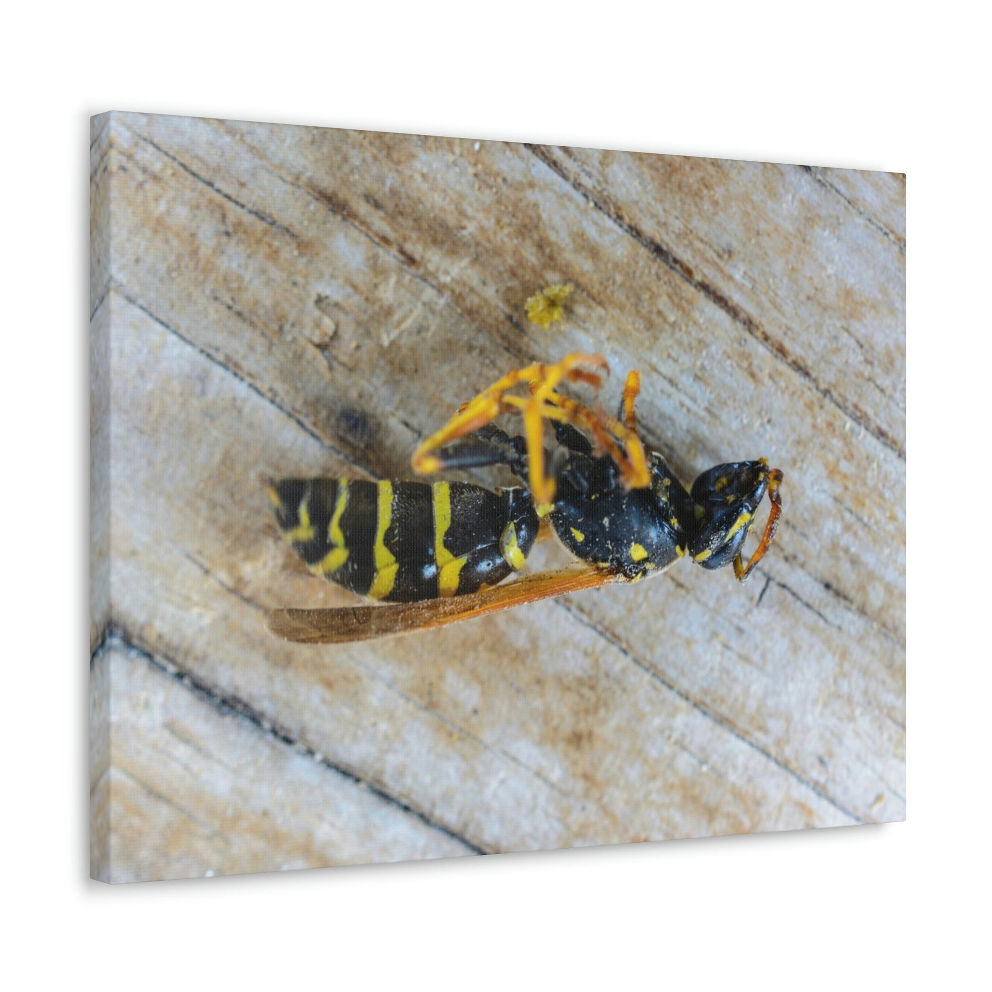 Funny Wasp Silly Wasp Scene Inside Wall Art Ready to Hang Unframed-Express Your Love Gifts