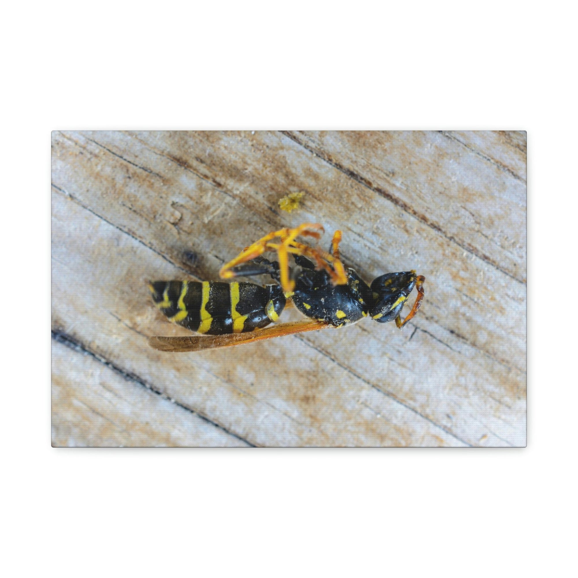 Funny Wasp Silly Wasp Scene Inside Wall Art Ready to Hang Unframed-Express Your Love Gifts