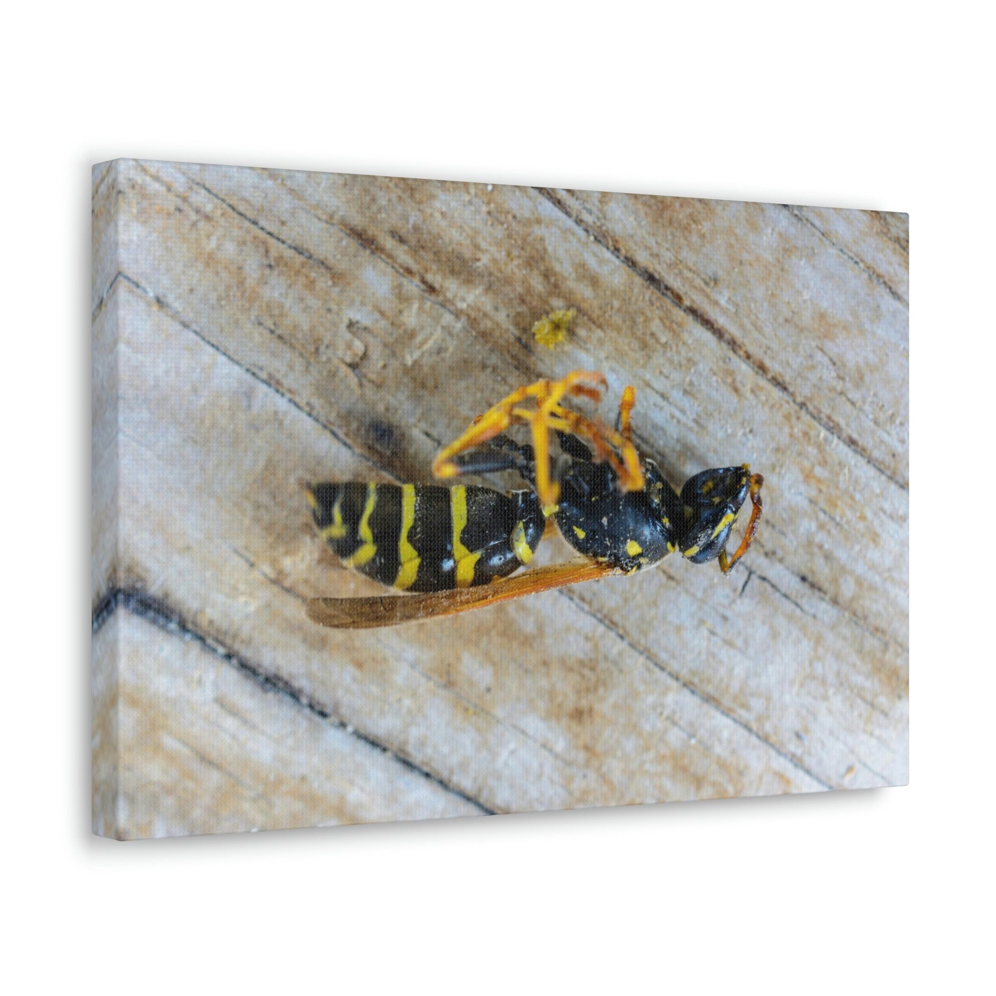 Funny Wasp Silly Wasp Scene Inside Wall Art Ready to Hang Unframed-Express Your Love Gifts