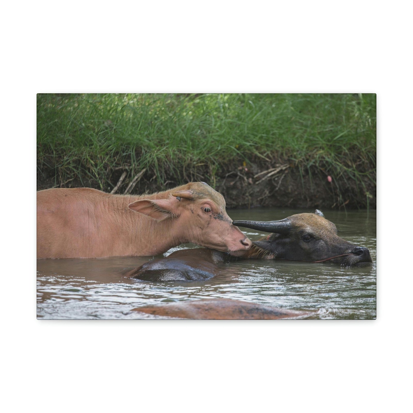 Funny Water Buffalo Silly Water Buffalo Scene Couple Wall Art Ready to Hang Unframed-Express Your Love Gifts