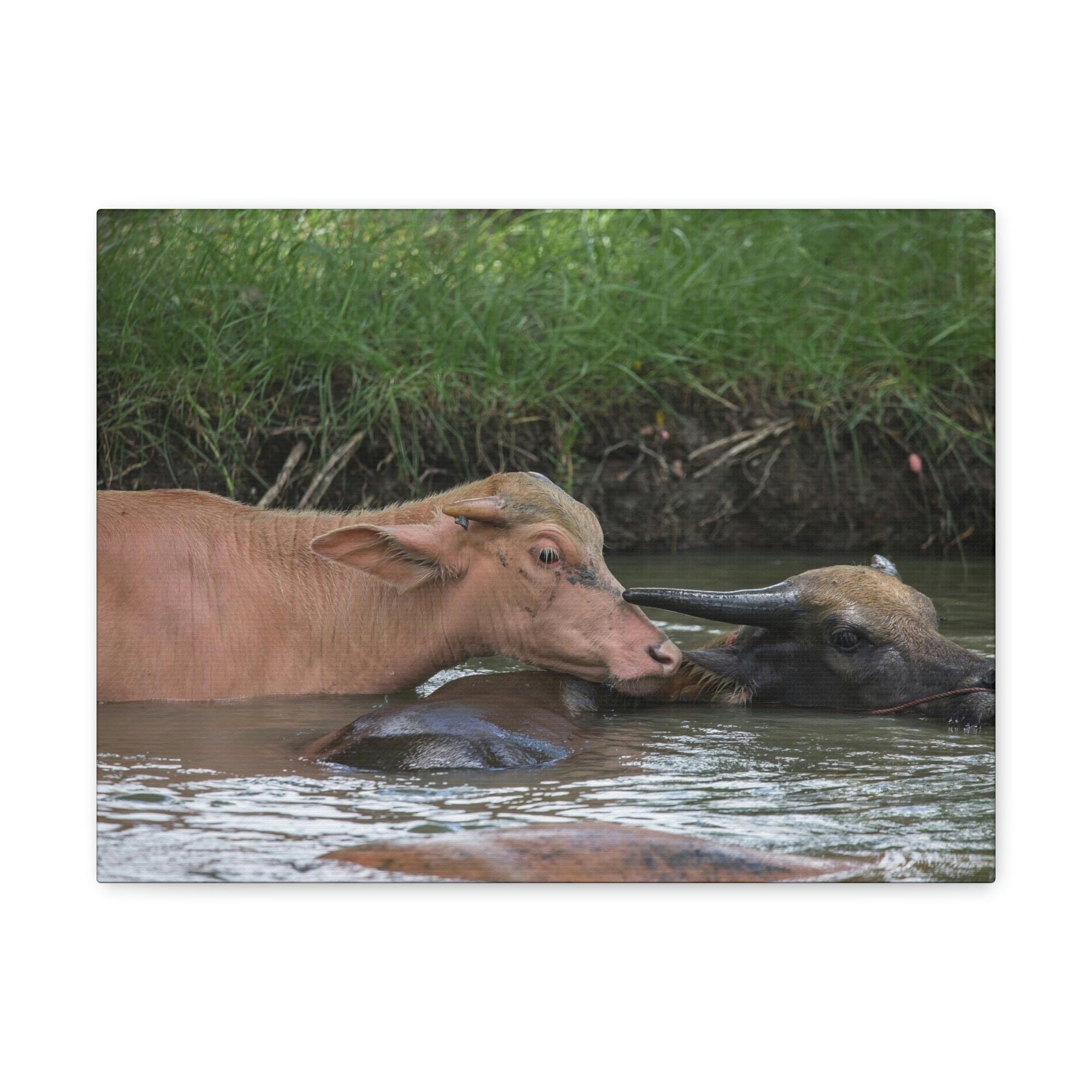 Funny Water Buffalo Silly Water Buffalo Scene Couple Wall Art Ready to Hang Unframed-Express Your Love Gifts