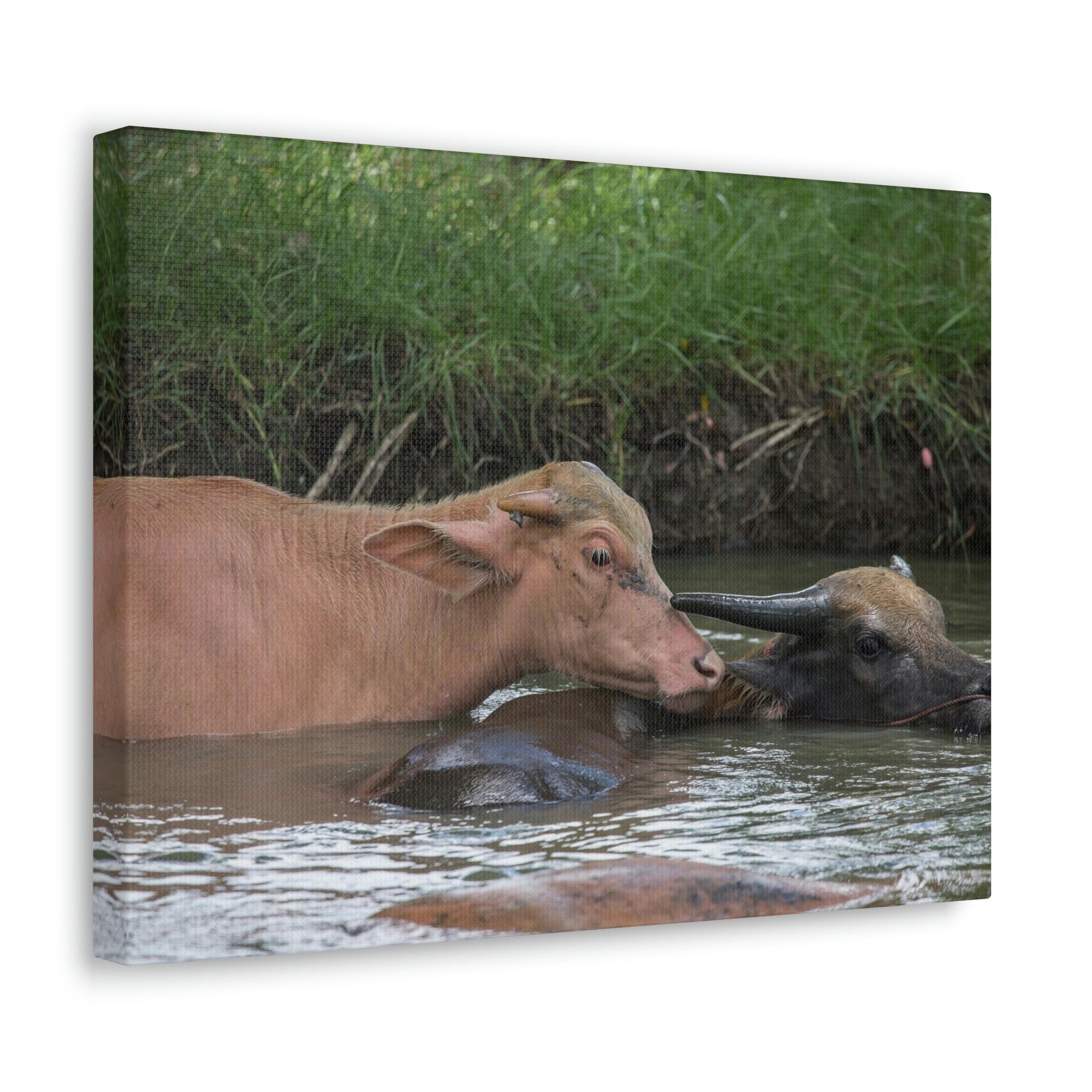 Funny Water Buffalo Silly Water Buffalo Scene Couple Wall Art Ready to Hang Unframed-Express Your Love Gifts