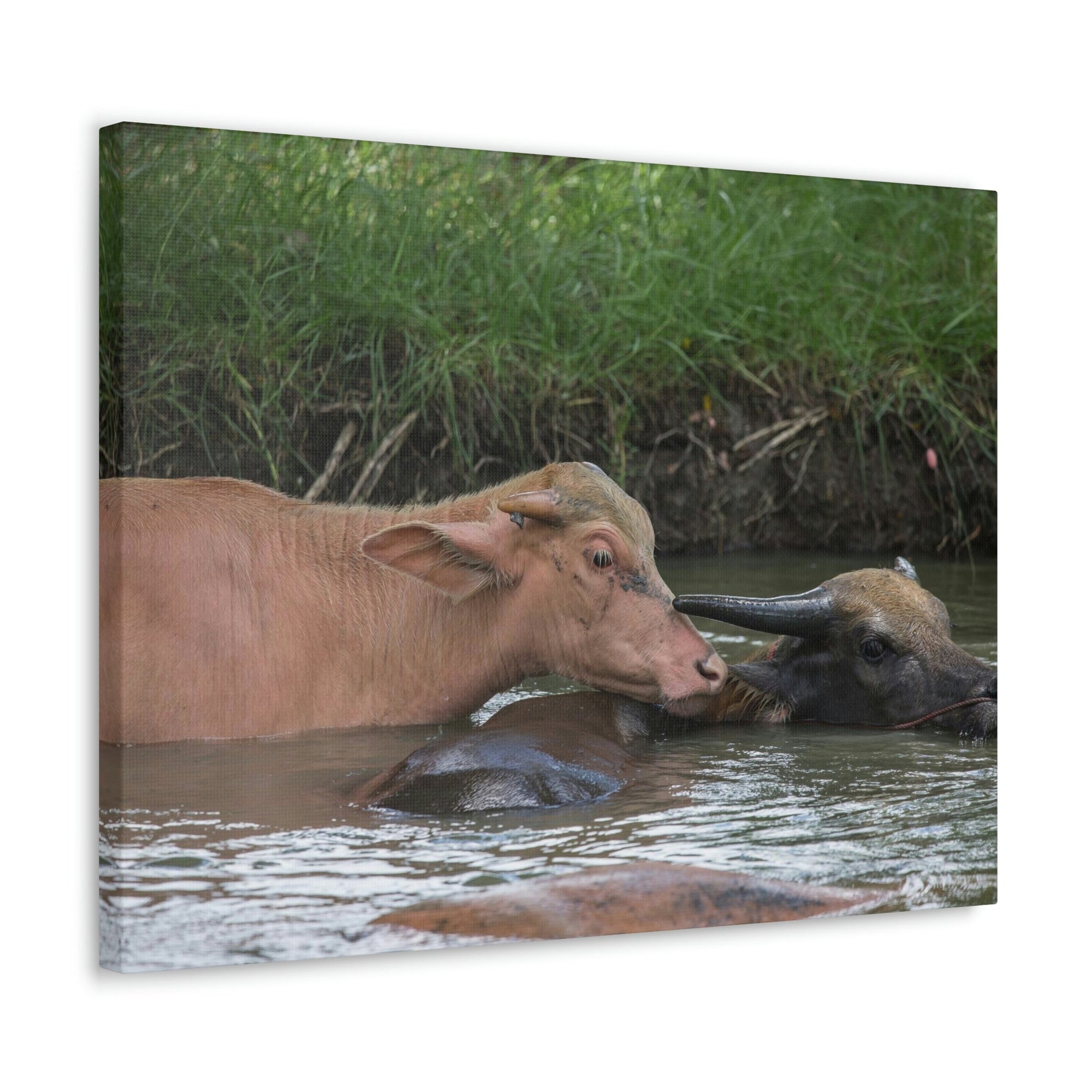 Funny Water Buffalo Silly Water Buffalo Scene Couple Wall Art Ready to Hang Unframed-Express Your Love Gifts