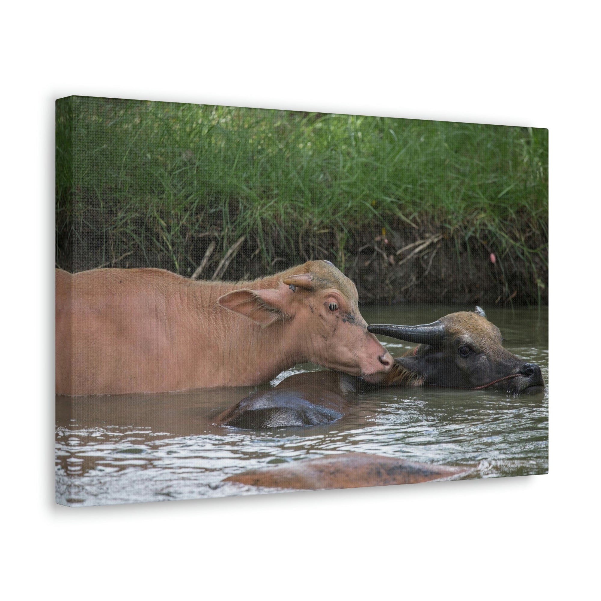 Funny Water Buffalo Silly Water Buffalo Scene Couple Wall Art Ready to Hang Unframed-Express Your Love Gifts