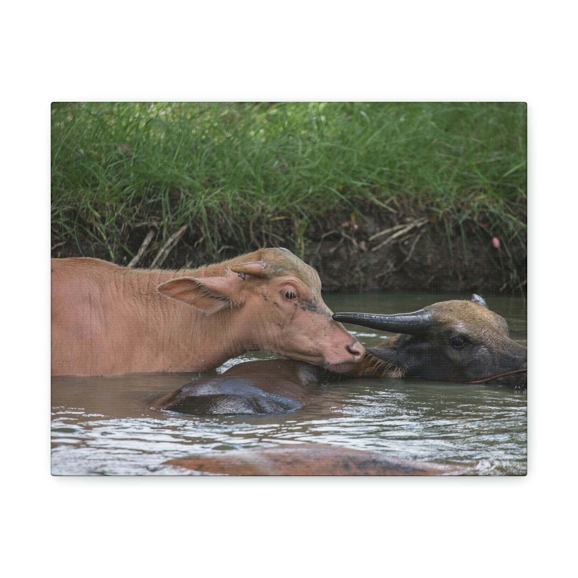 Funny Water Buffalo Silly Water Buffalo Scene Couple Wall Art Ready to Hang Unframed-Express Your Love Gifts