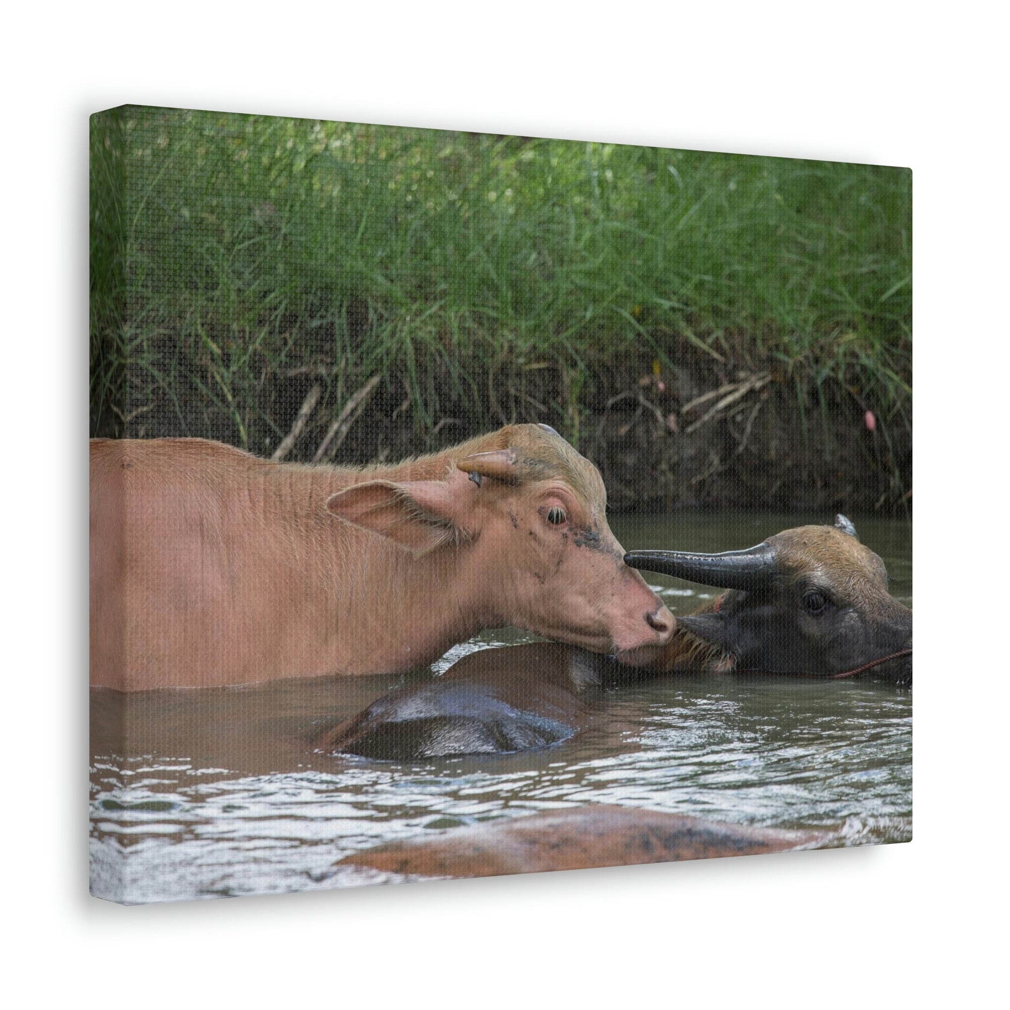 Funny Water Buffalo Silly Water Buffalo Scene Couple Wall Art Ready to Hang Unframed-Express Your Love Gifts