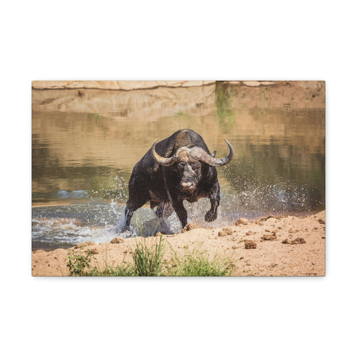 Funny Water Buffalo Silly Water Buffalo Scene Outside Wall Art Ready to Hang Unframed-Express Your Love Gifts