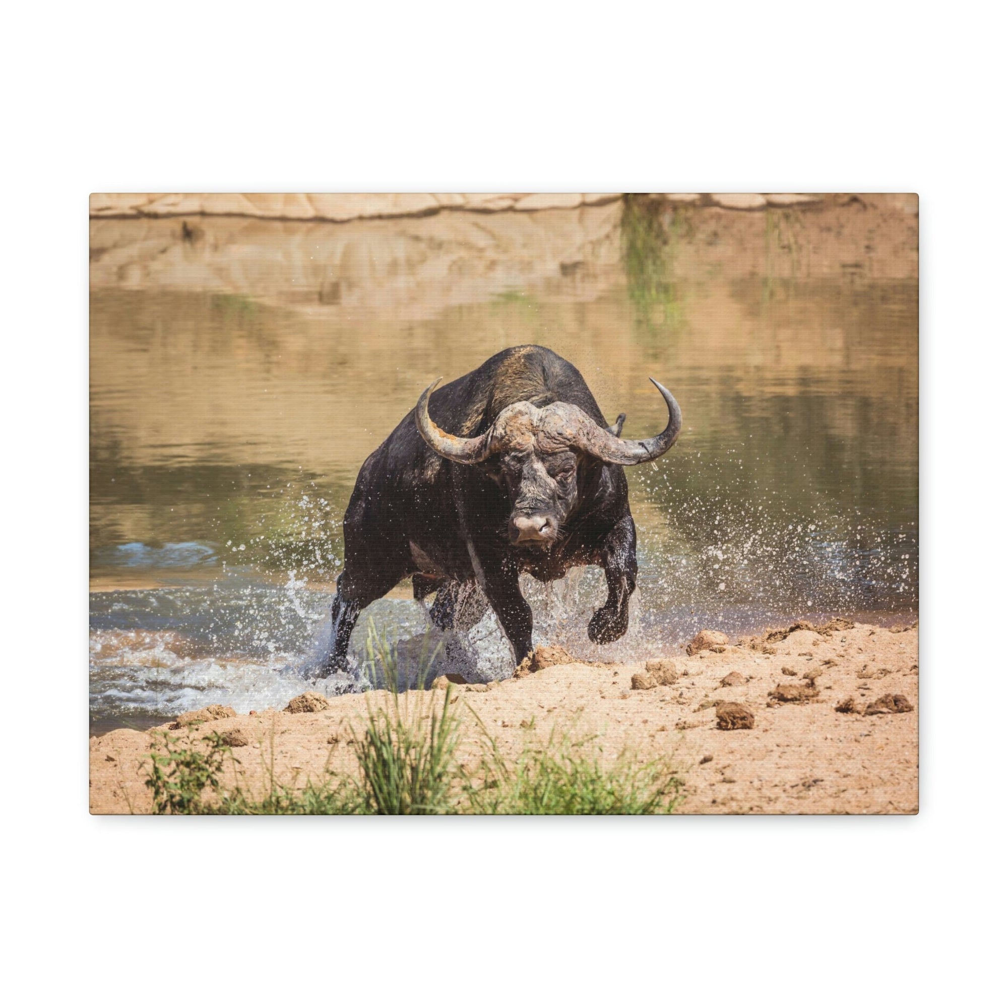 Funny Water Buffalo Silly Water Buffalo Scene Outside Wall Art Ready to Hang Unframed-Express Your Love Gifts