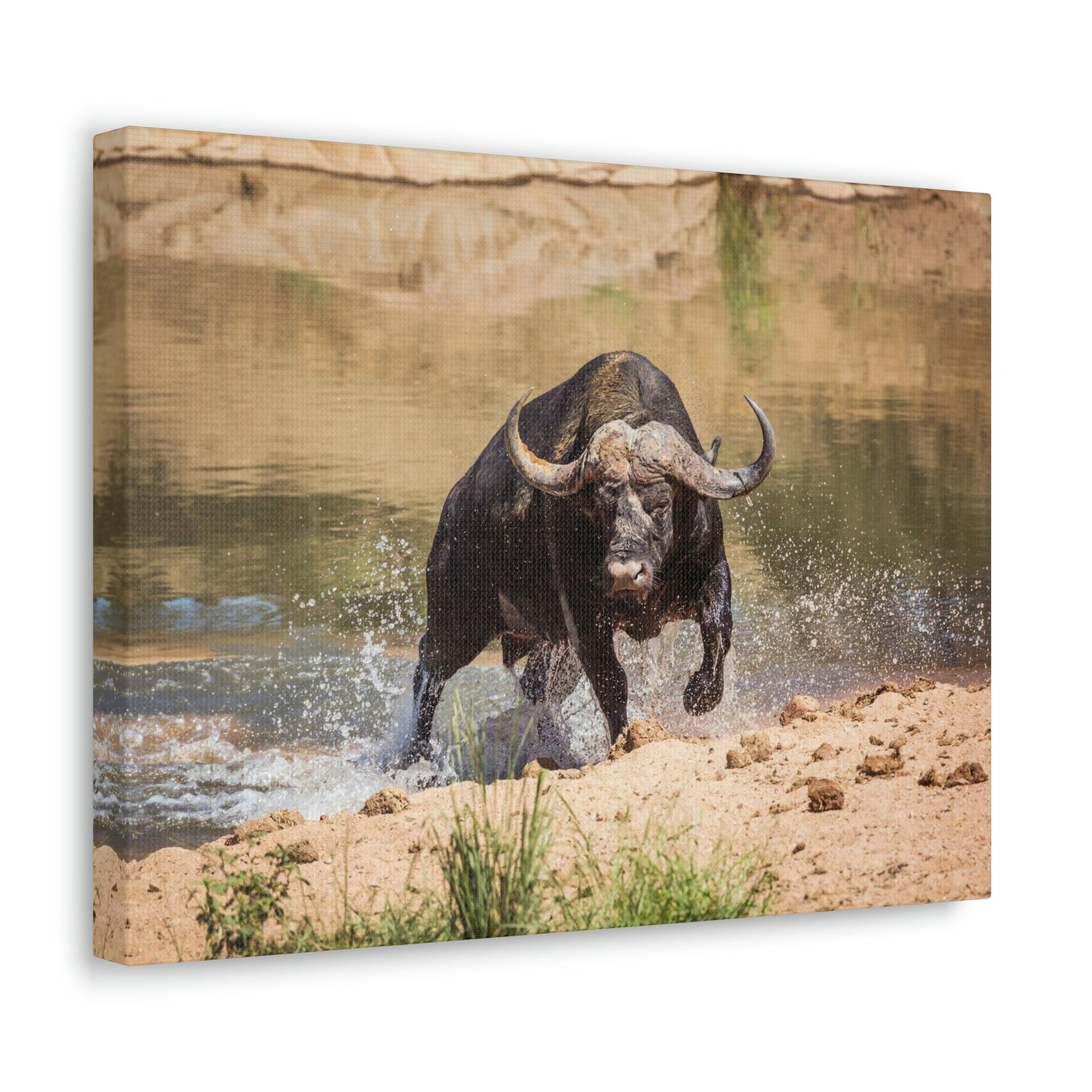 Funny Water Buffalo Silly Water Buffalo Scene Outside Wall Art Ready to Hang Unframed-Express Your Love Gifts