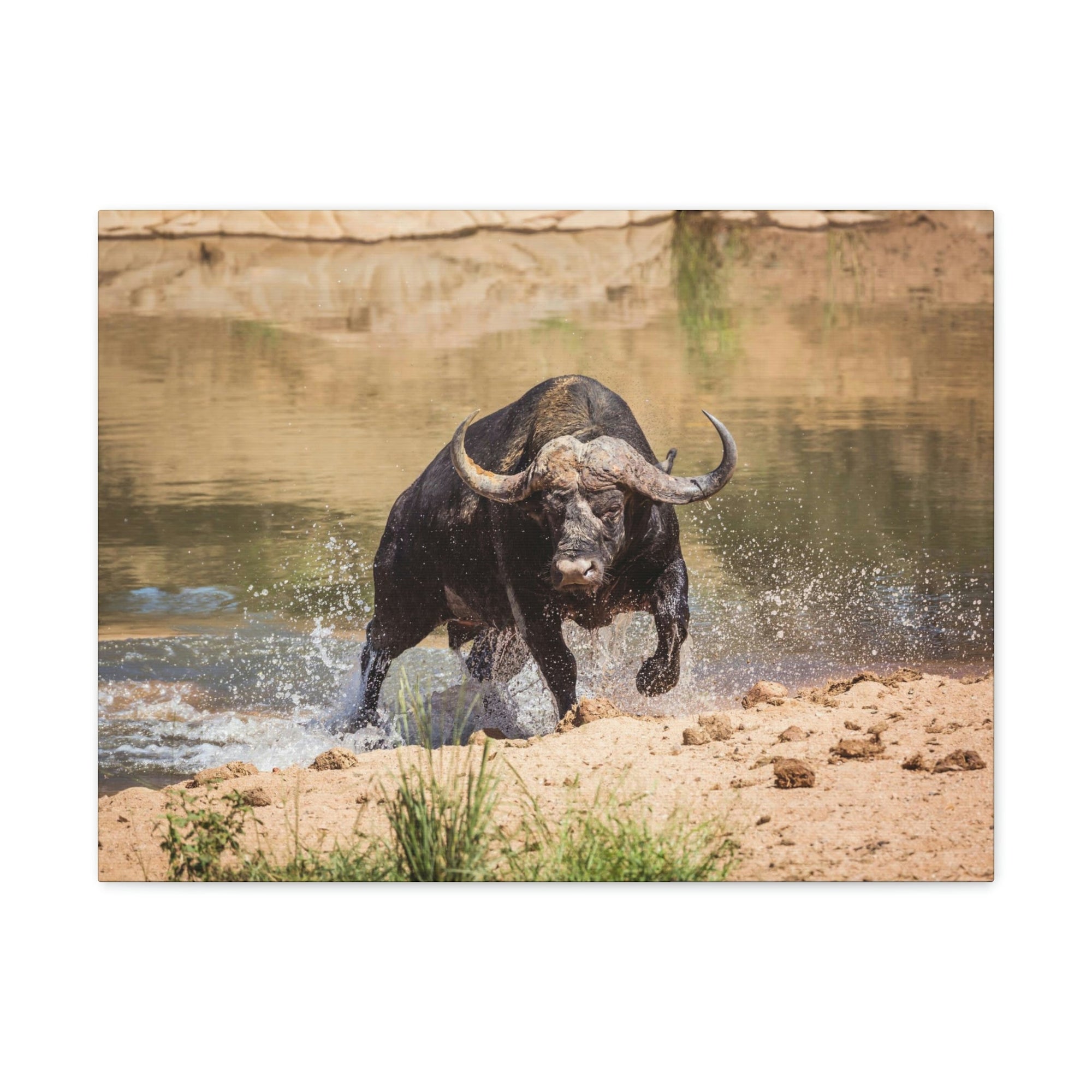 Funny Water Buffalo Silly Water Buffalo Scene Outside Wall Art Ready to Hang Unframed-Express Your Love Gifts