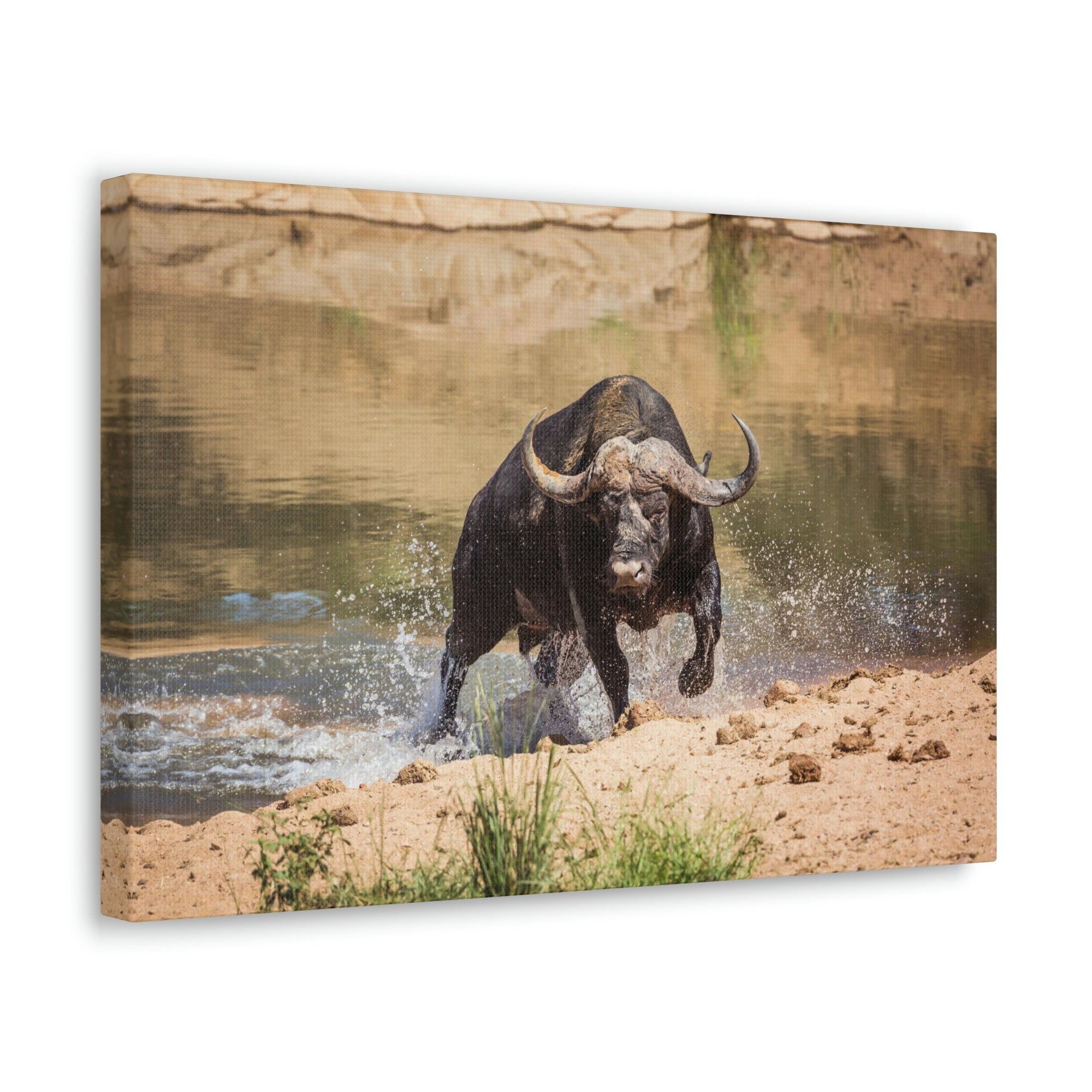 Funny Water Buffalo Silly Water Buffalo Scene Outside Wall Art Ready to Hang Unframed-Express Your Love Gifts