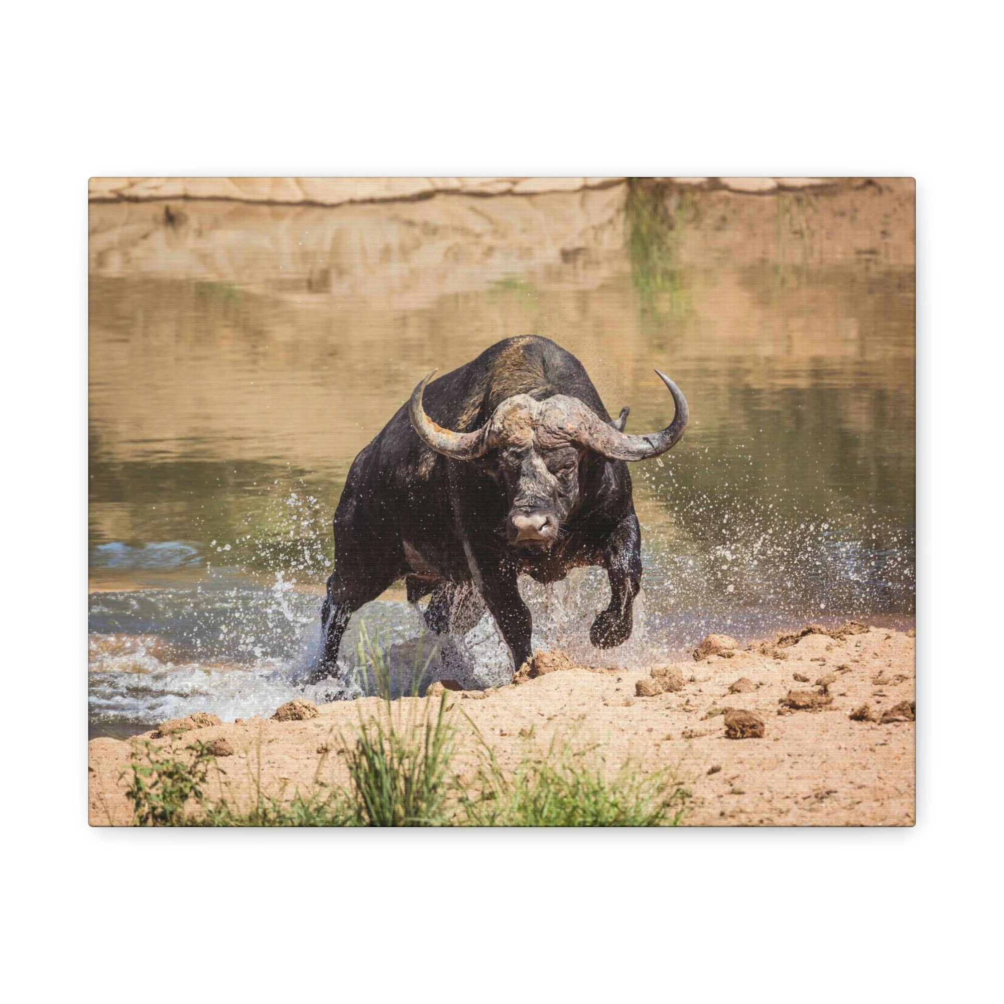 Funny Water Buffalo Silly Water Buffalo Scene Outside Wall Art Ready to Hang Unframed-Express Your Love Gifts