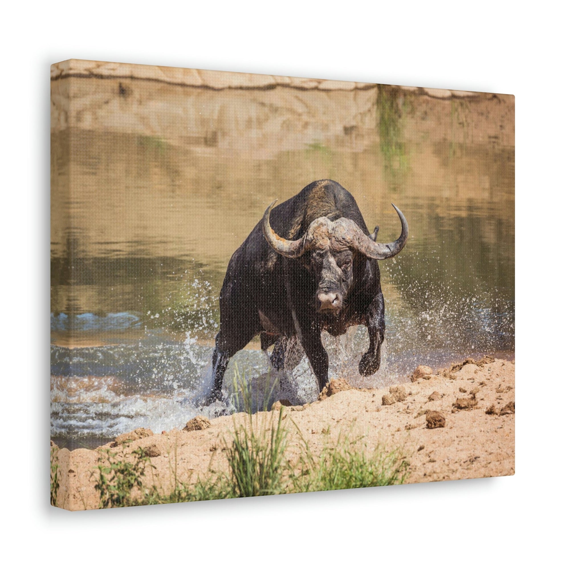 Funny Water Buffalo Silly Water Buffalo Scene Outside Wall Art Ready to Hang Unframed-Express Your Love Gifts