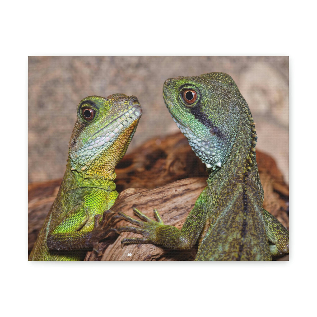 Funny Water Dragons Silly Water Dragons Scene Couple Wall Art Ready to Hang Unframed-Express Your Love Gifts