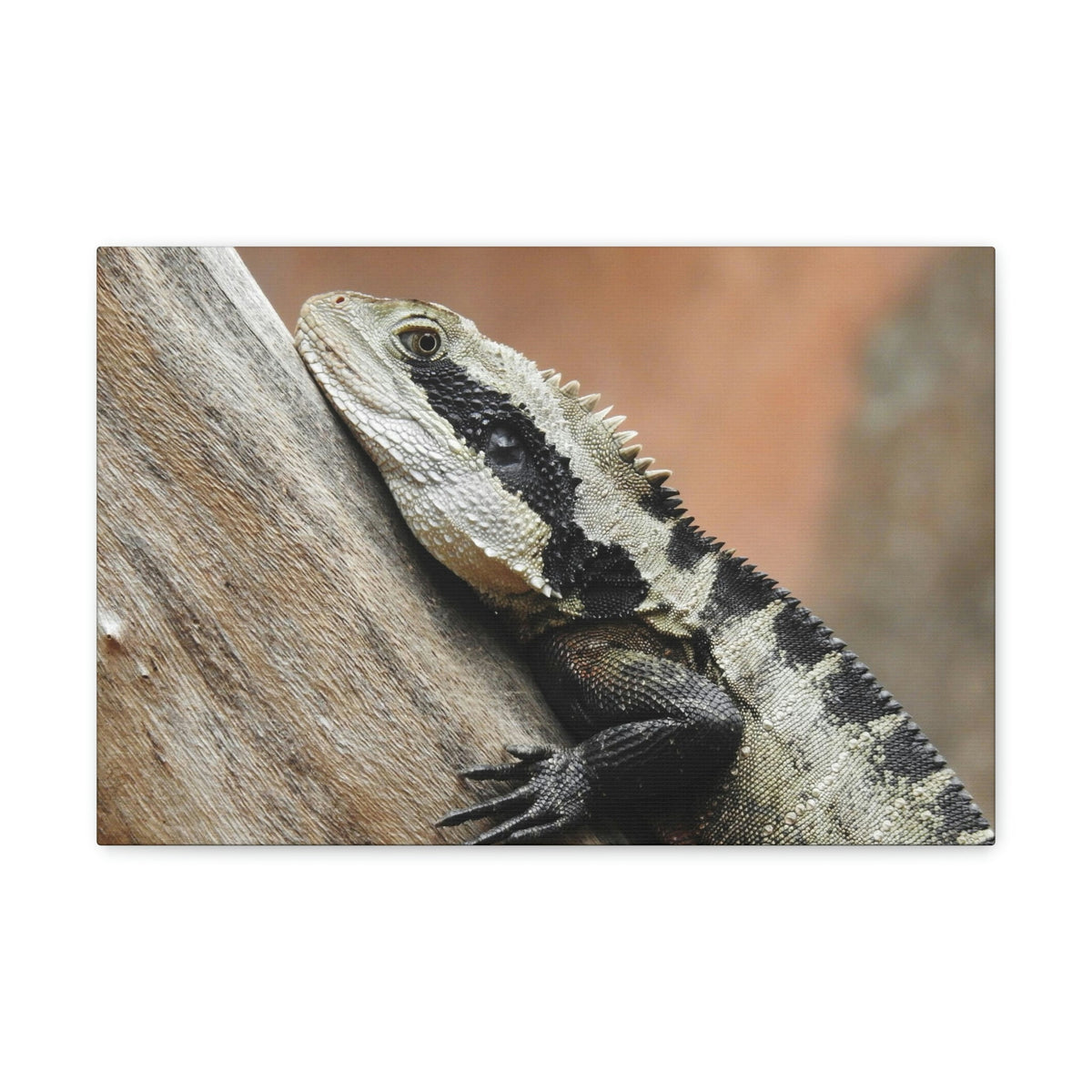 Funny Water Dragons Silly Water Dragons Scene Outside Wall Art Ready to Hang Unframed-Express Your Love Gifts