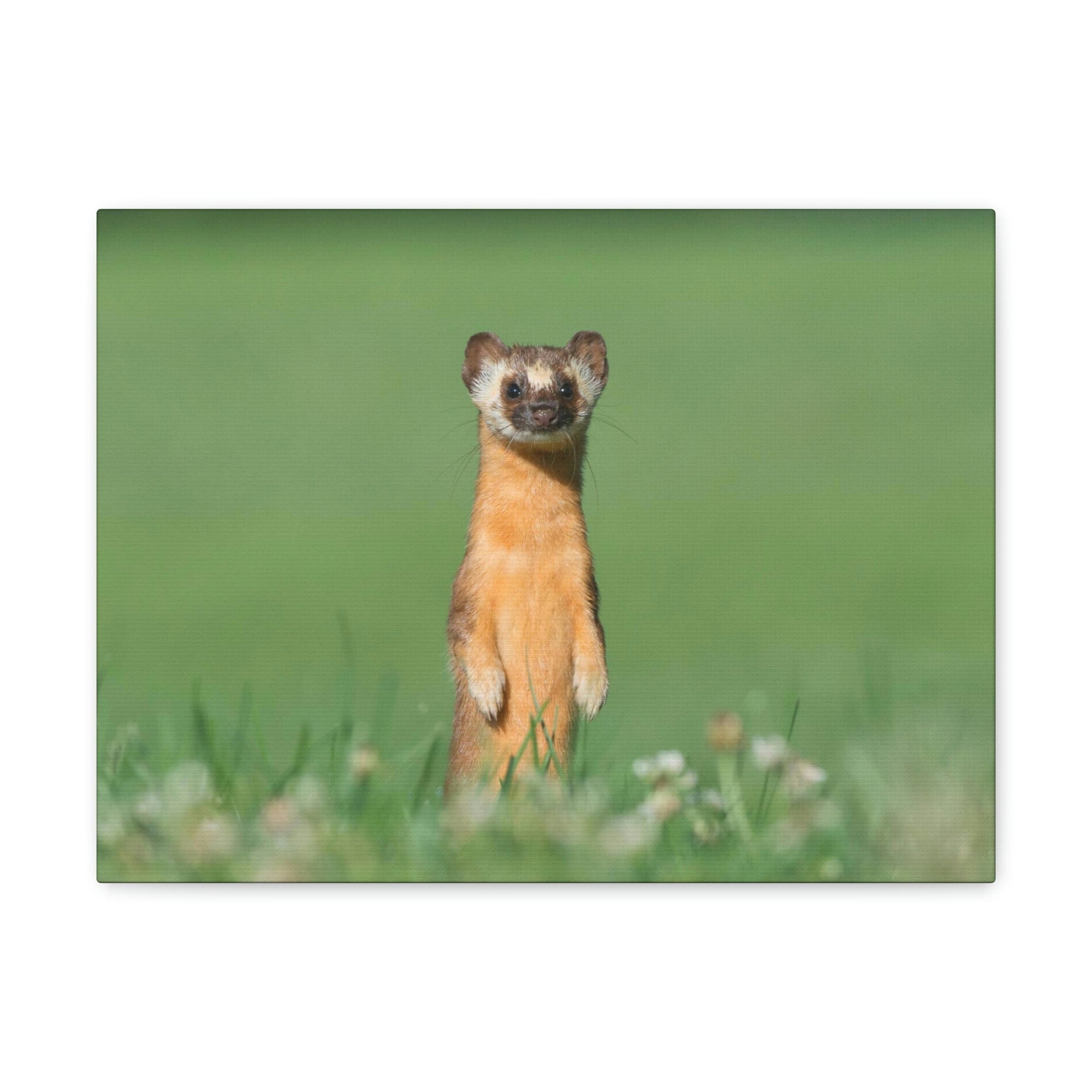 Funny Weasel Silly Weasel Scene Outside Wall Art Ready to Hang Unframed-Express Your Love Gifts