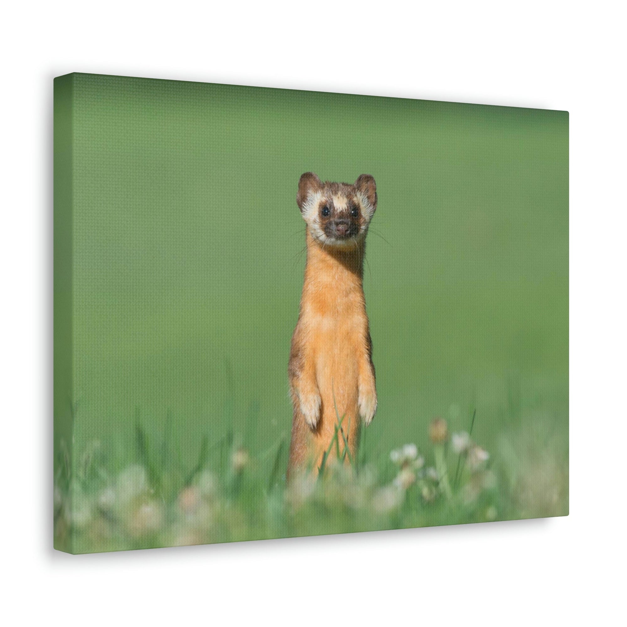 Funny Weasel Silly Weasel Scene Outside Wall Art Ready to Hang Unframed-Express Your Love Gifts