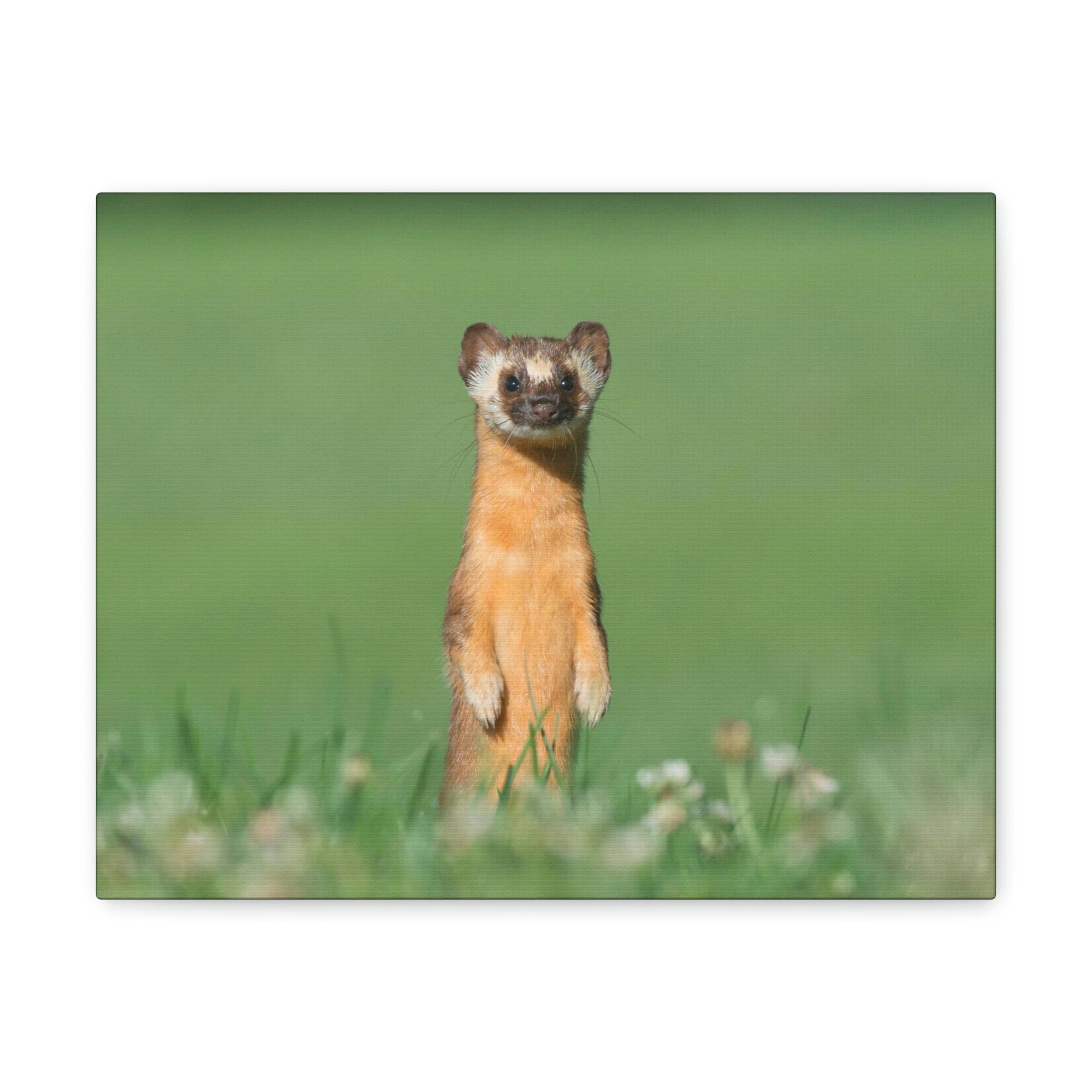 Funny Weasel Silly Weasel Scene Outside Wall Art Ready to Hang Unframed-Express Your Love Gifts