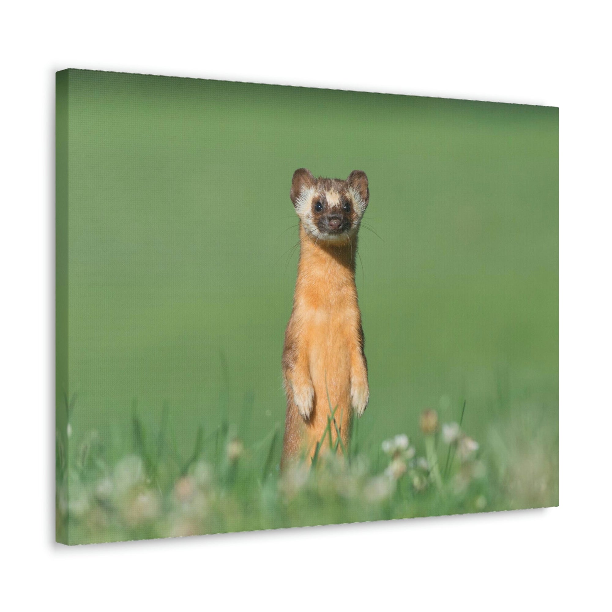 Funny Weasel Silly Weasel Scene Outside Wall Art Ready to Hang Unframed-Express Your Love Gifts