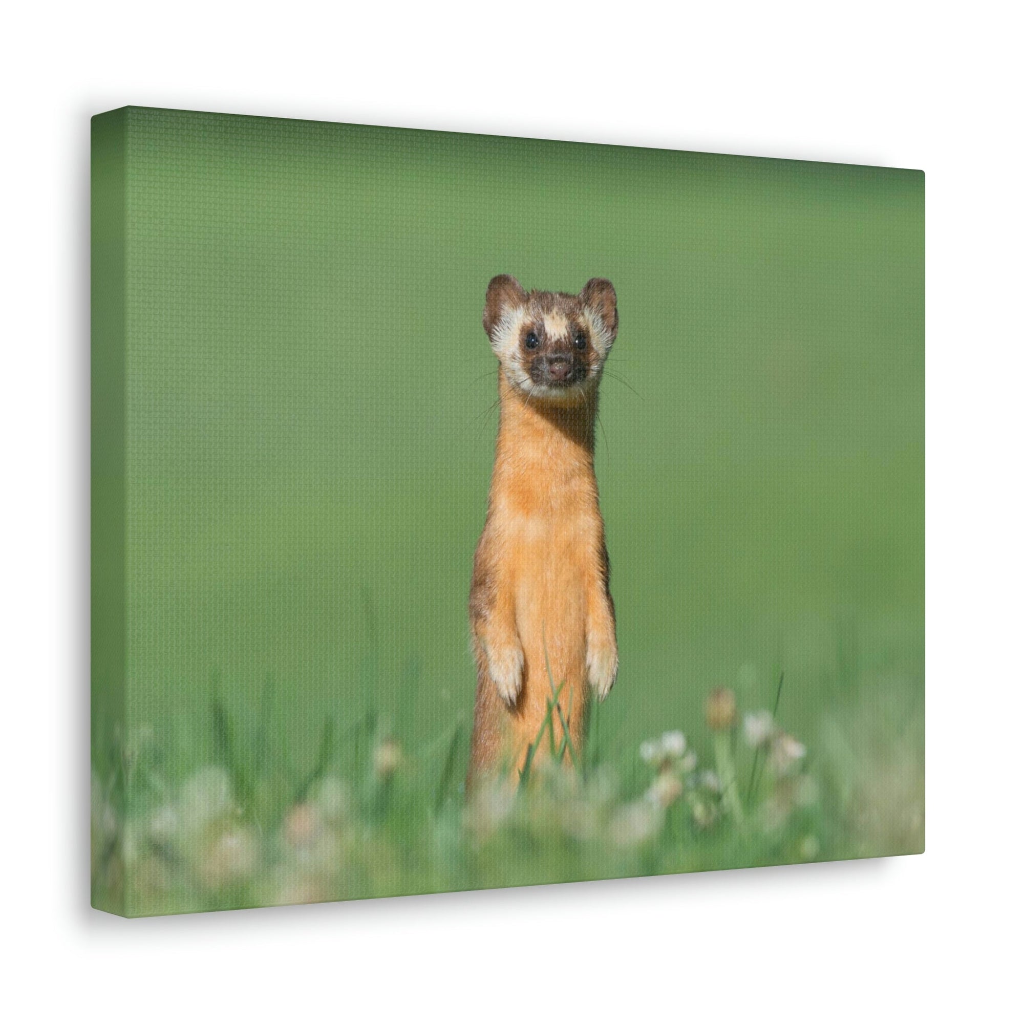 Funny Weasel Silly Weasel Scene Outside Wall Art Ready to Hang Unframed-Express Your Love Gifts