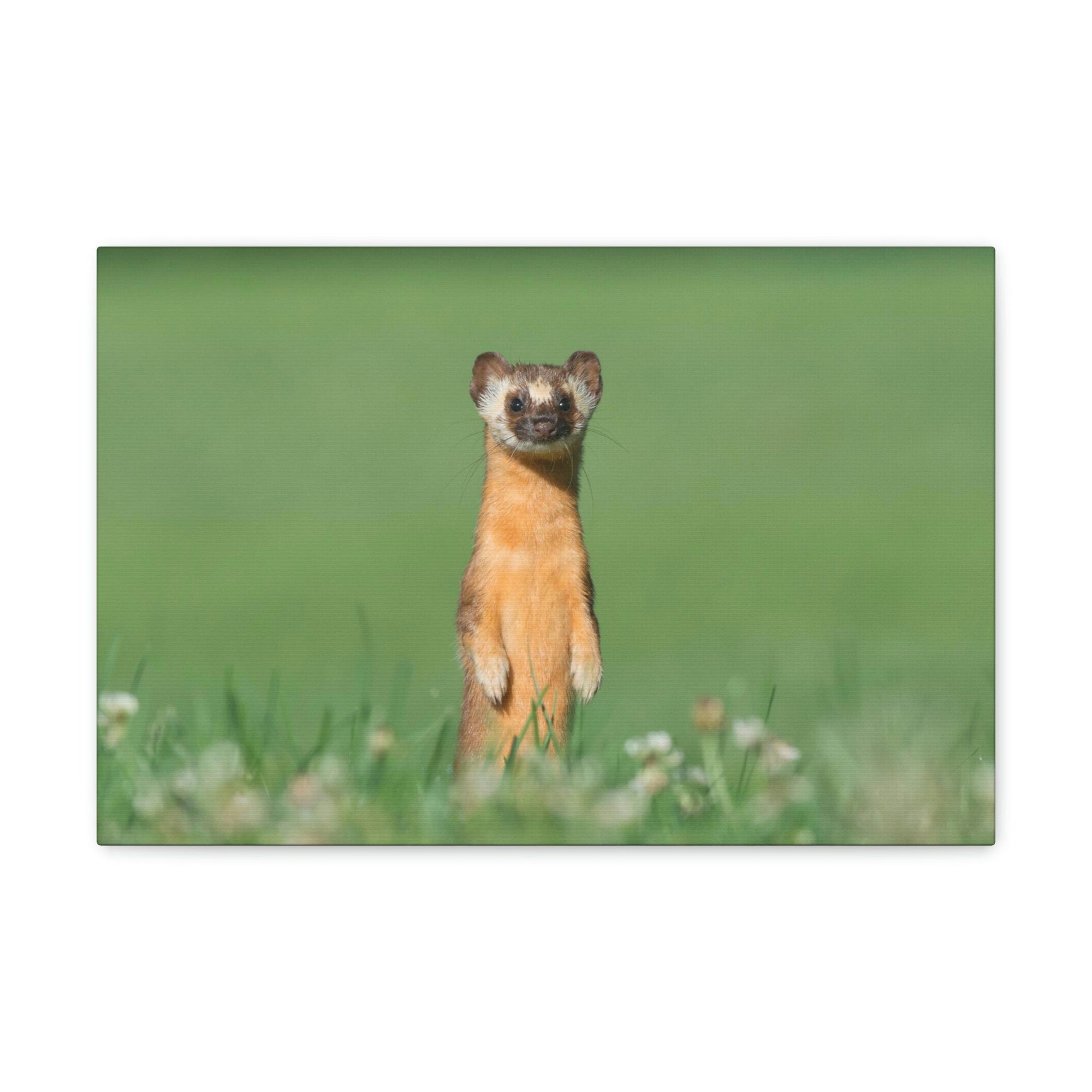 Funny Weasel Silly Weasel Scene Outside Wall Art Ready to Hang Unframed-Express Your Love Gifts