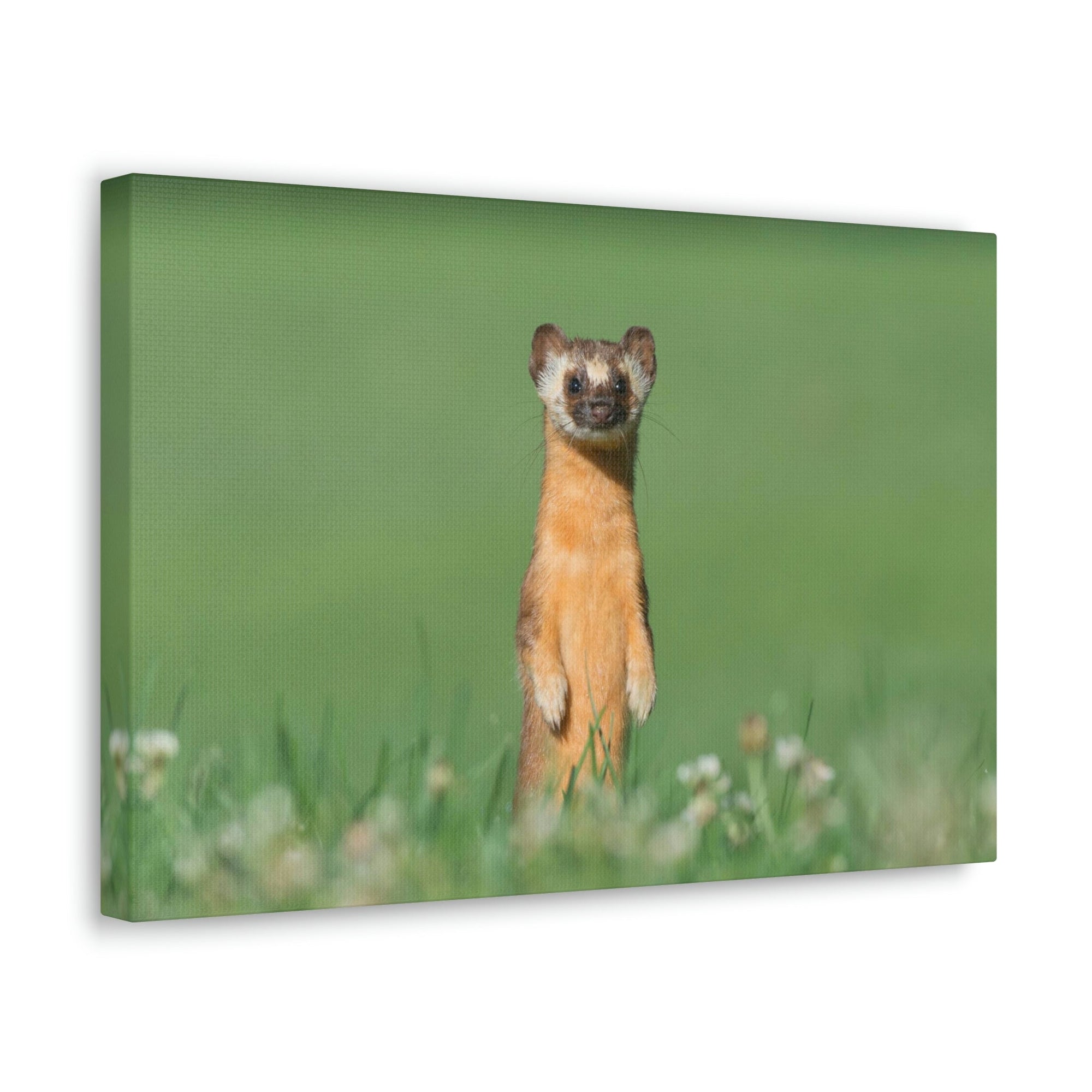 Funny Weasel Silly Weasel Scene Outside Wall Art Ready to Hang Unframed-Express Your Love Gifts