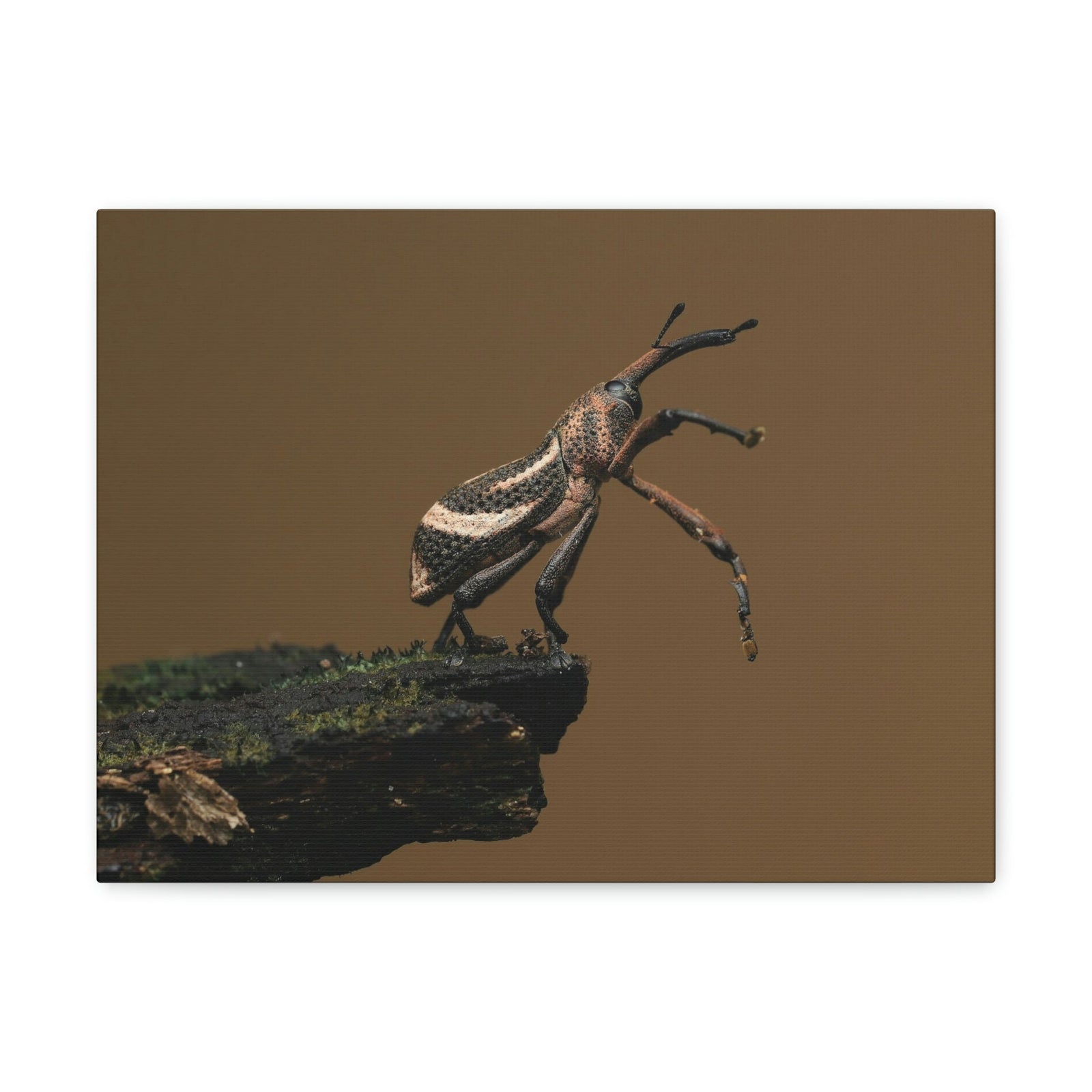 Funny Weevil Silly Weevil Scene Outside Wall Art Ready to Hang Unframed-Express Your Love Gifts