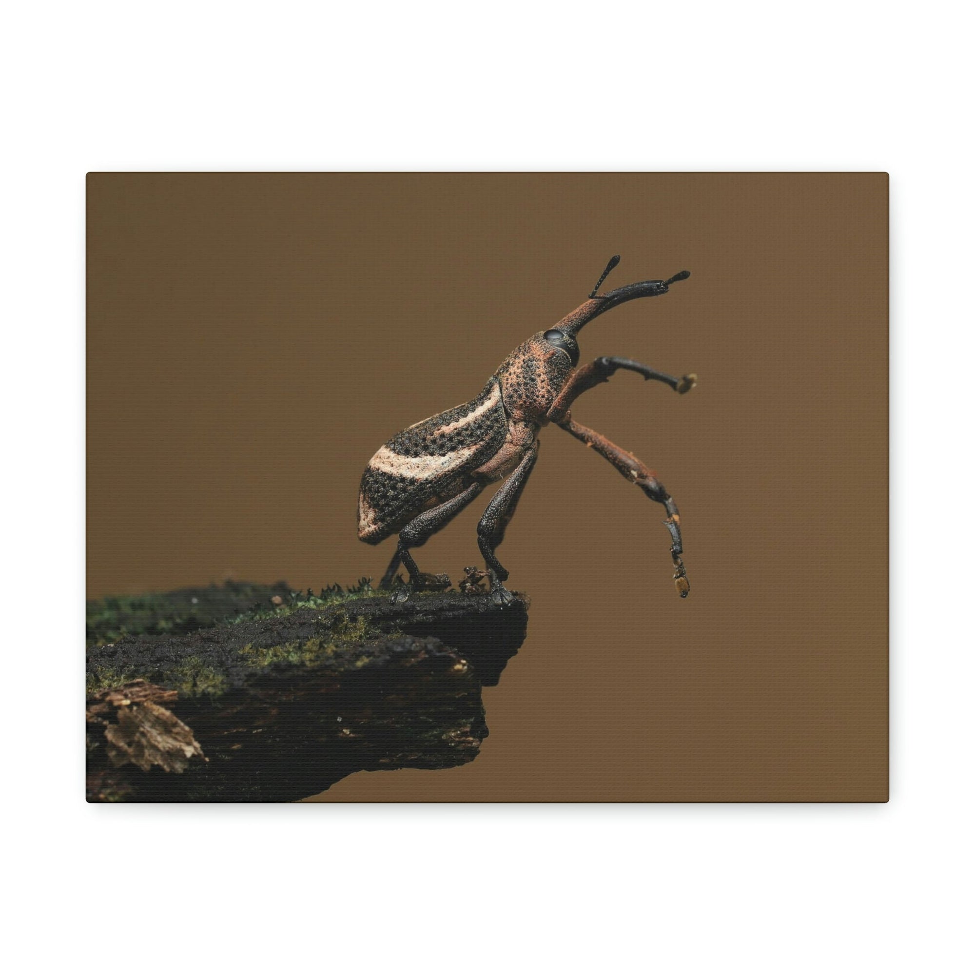 Funny Weevil Silly Weevil Scene Outside Wall Art Ready to Hang Unframed-Express Your Love Gifts