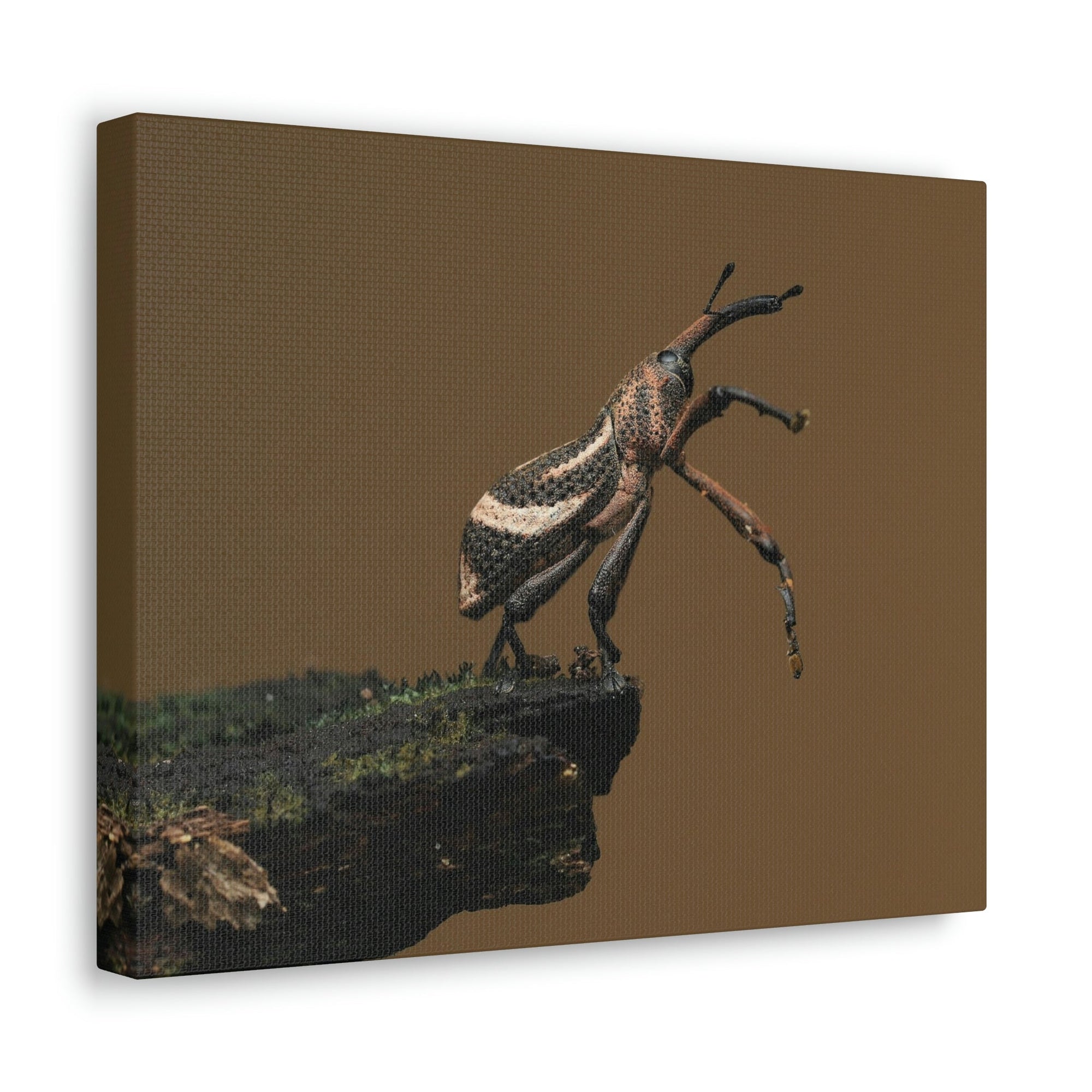 Funny Weevil Silly Weevil Scene Outside Wall Art Ready to Hang Unframed-Express Your Love Gifts