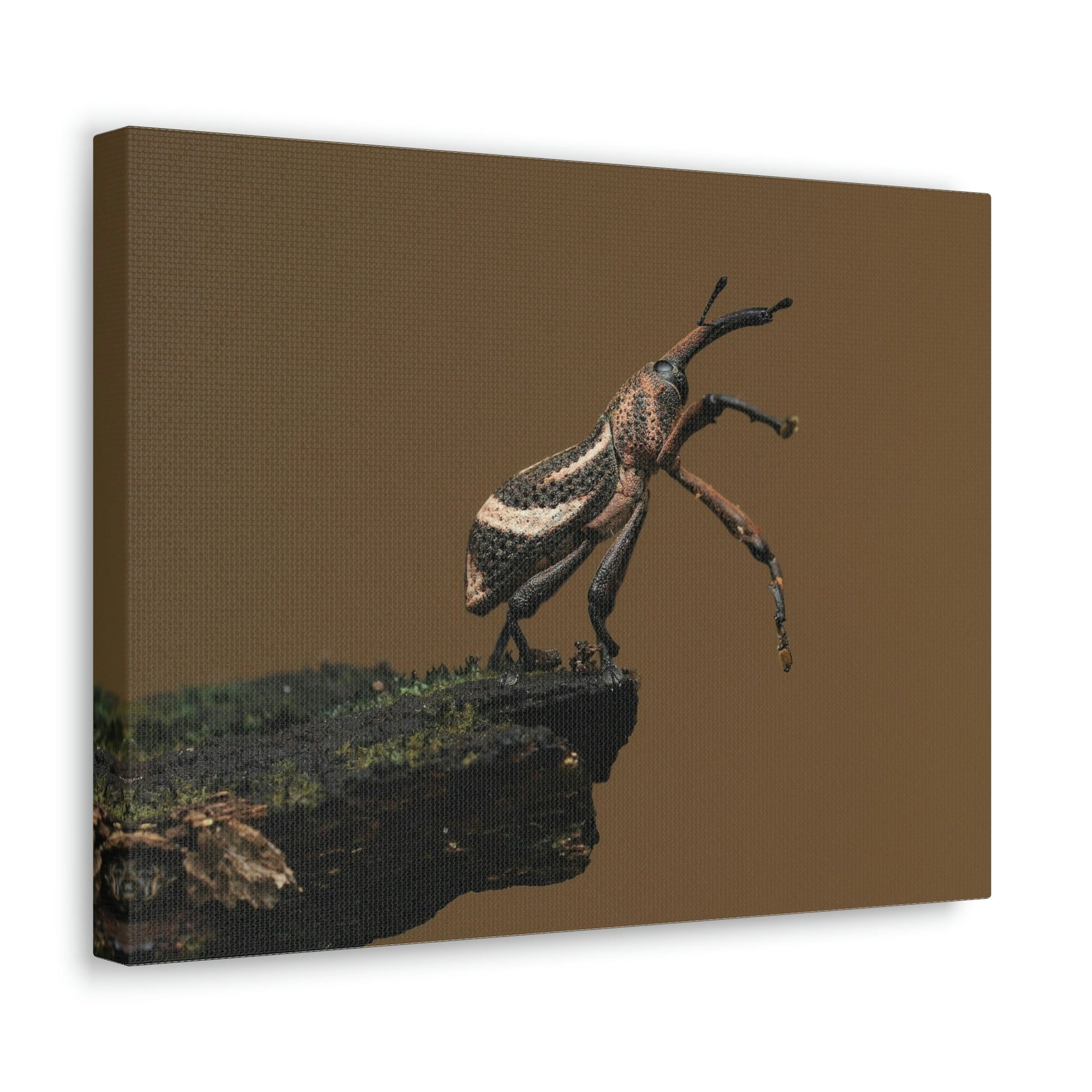 Funny Weevil Silly Weevil Scene Outside Wall Art Ready to Hang Unframed-Express Your Love Gifts