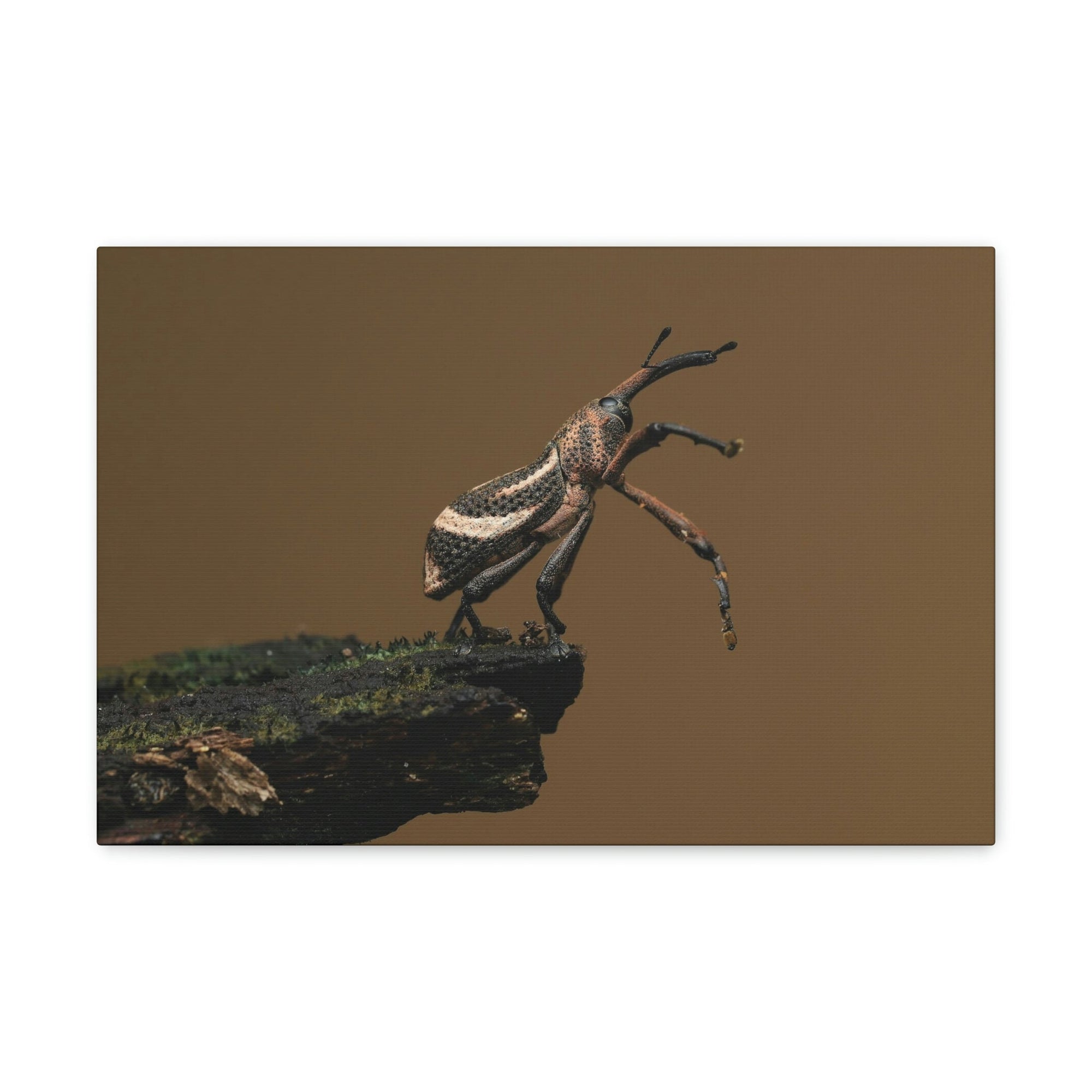 Funny Weevil Silly Weevil Scene Outside Wall Art Ready to Hang Unframed-Express Your Love Gifts