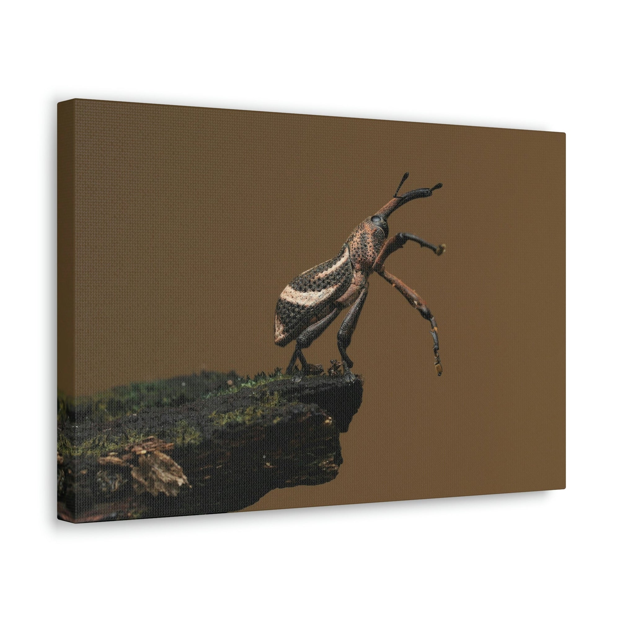 Funny Weevil Silly Weevil Scene Outside Wall Art Ready to Hang Unframed-Express Your Love Gifts