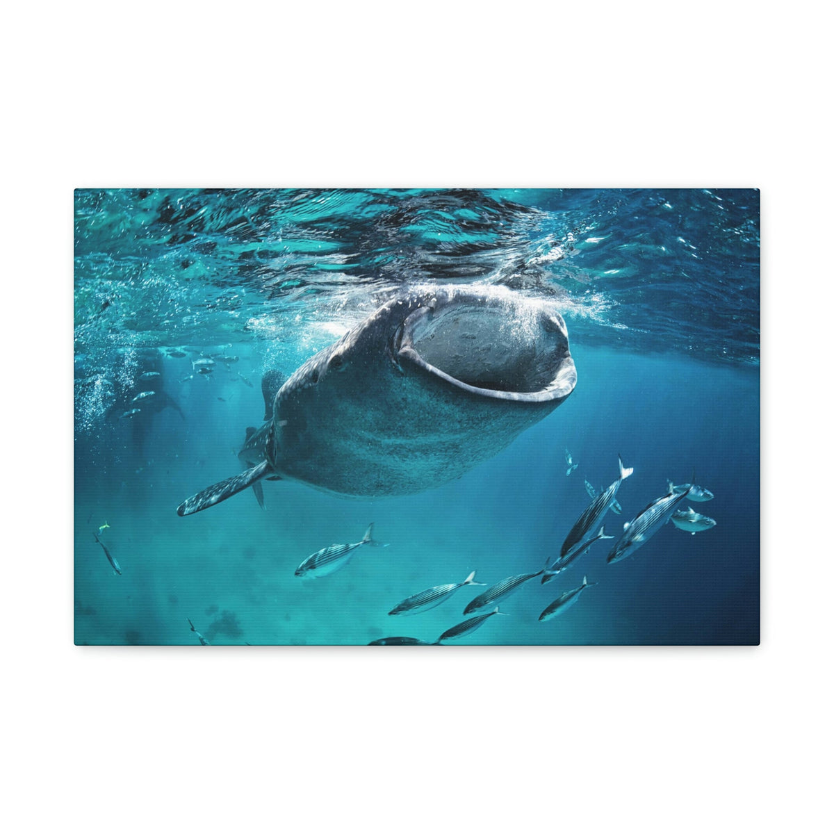 Funny Whale Shark Silly Whale Shark Scene Outside Wall Art Ready to Hang Unframed-Express Your Love Gifts