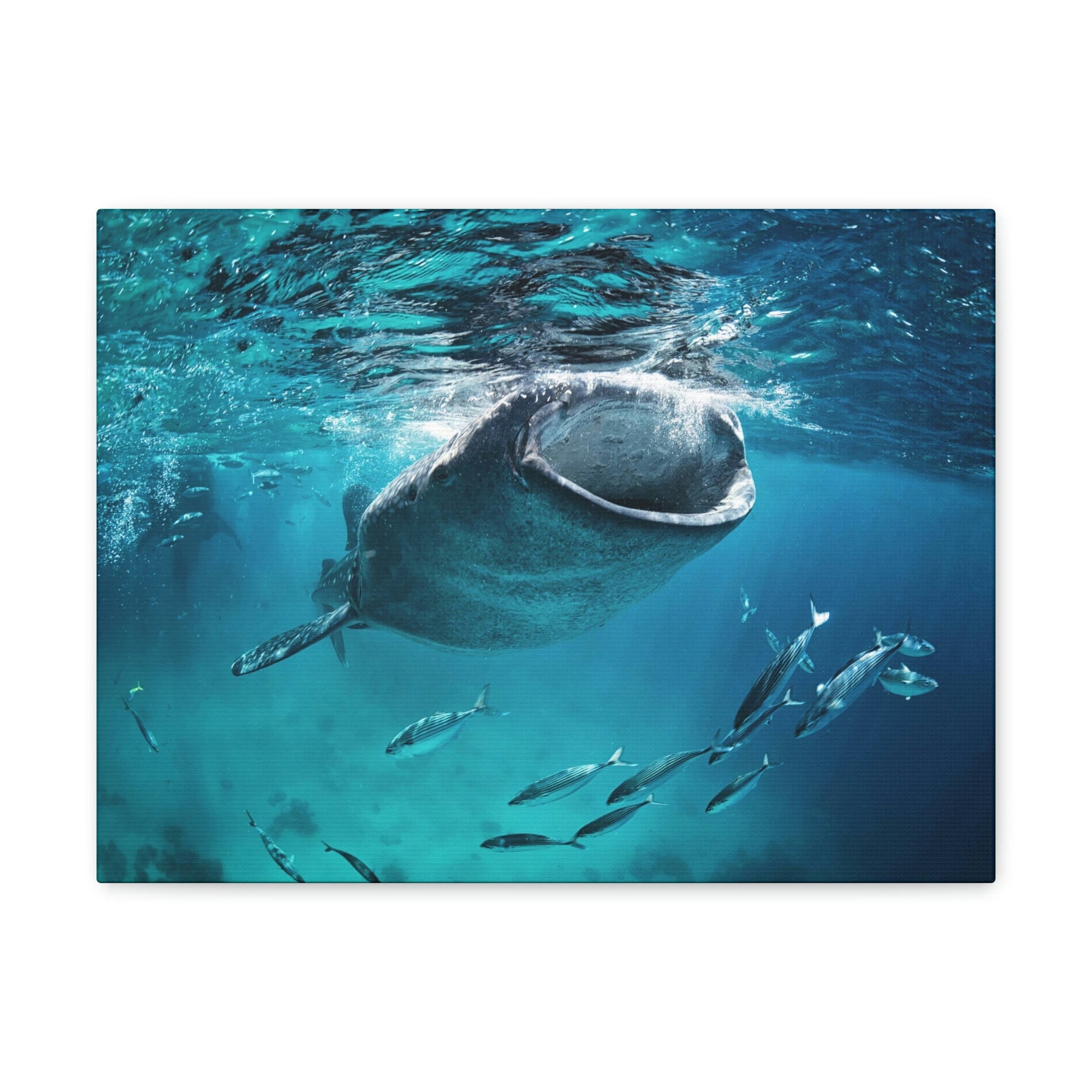 Funny Whale Shark Silly Whale Shark Scene Outside Wall Art Ready to Hang Unframed-Express Your Love Gifts