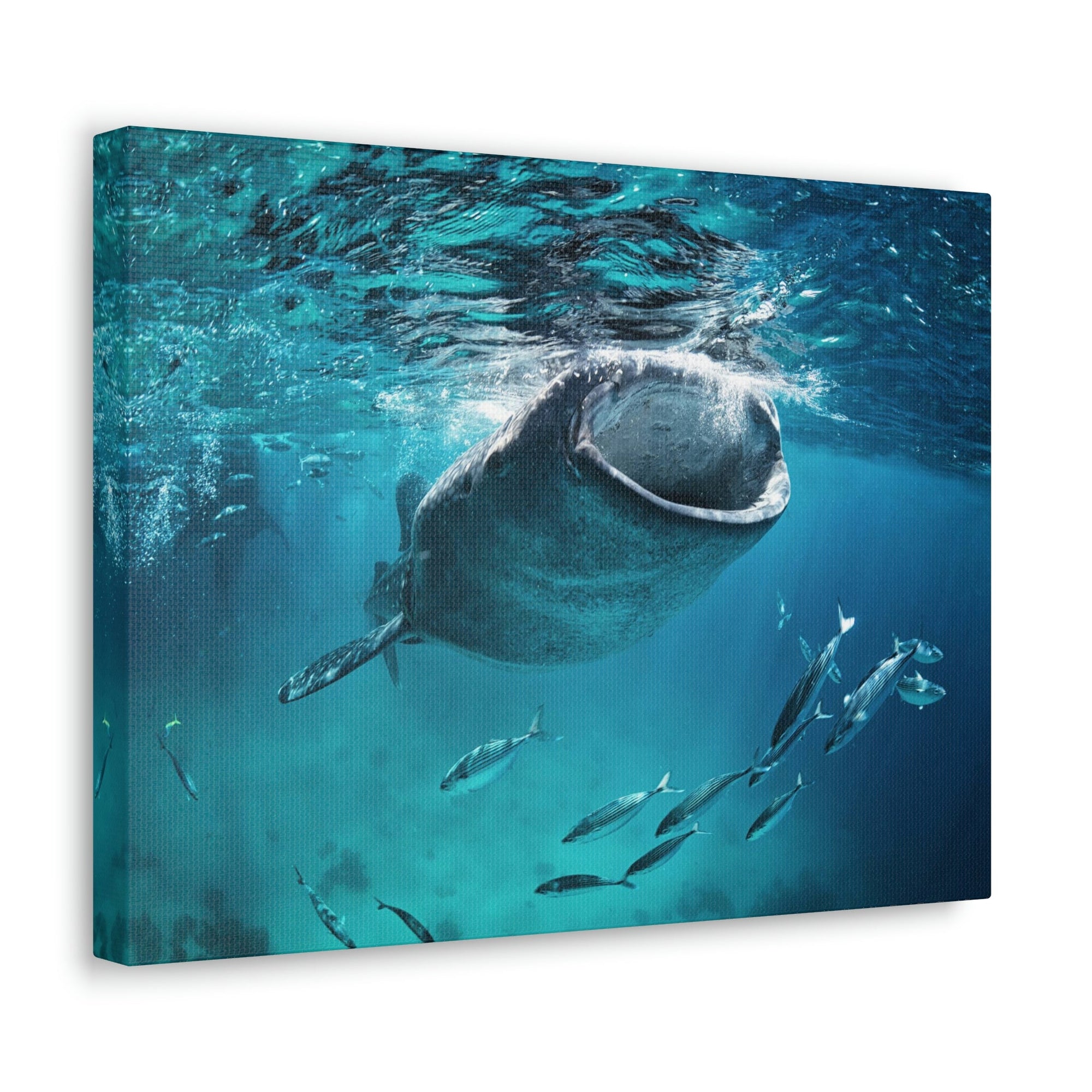 Funny Whale Shark Silly Whale Shark Scene Outside Wall Art Ready to Hang Unframed-Express Your Love Gifts