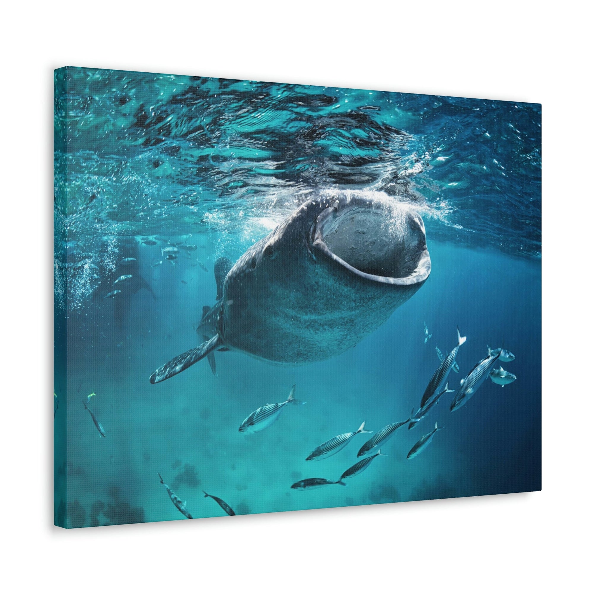 Funny Whale Shark Silly Whale Shark Scene Outside Wall Art Ready to Hang Unframed-Express Your Love Gifts