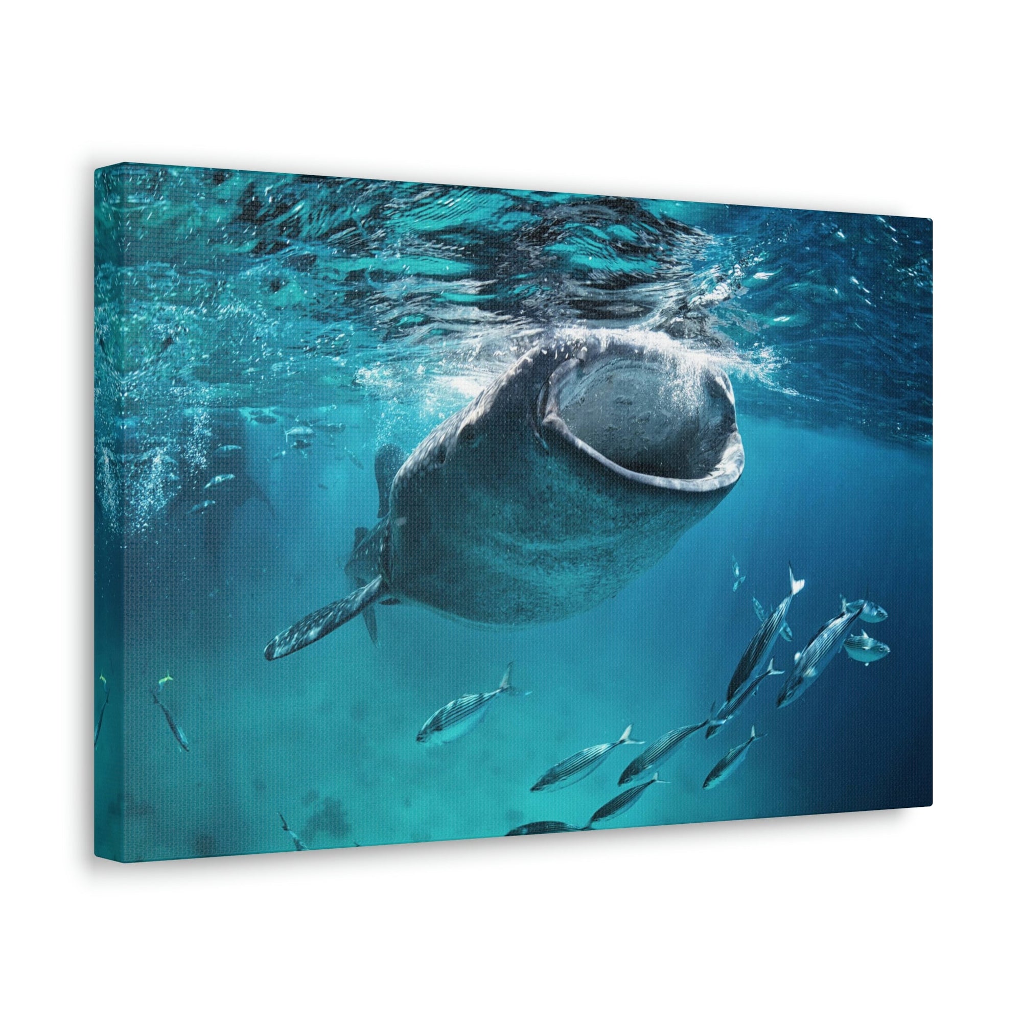 Funny Whale Shark Silly Whale Shark Scene Outside Wall Art Ready to Hang Unframed-Express Your Love Gifts