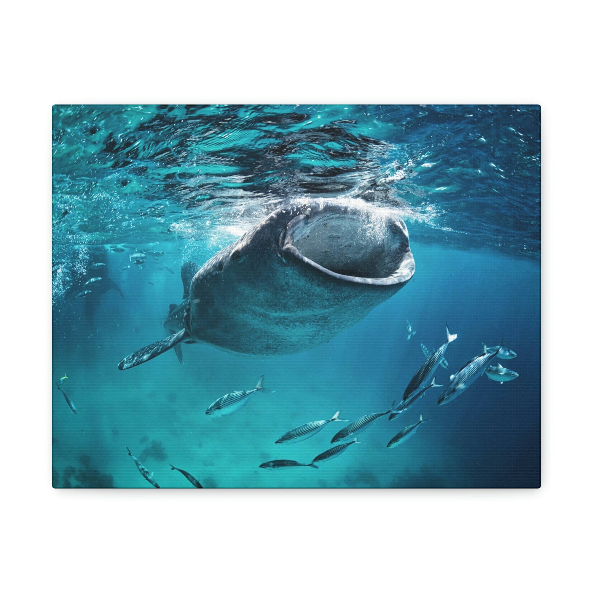 Funny Whale Shark Silly Whale Shark Scene Outside Wall Art Ready to Hang Unframed-Express Your Love Gifts