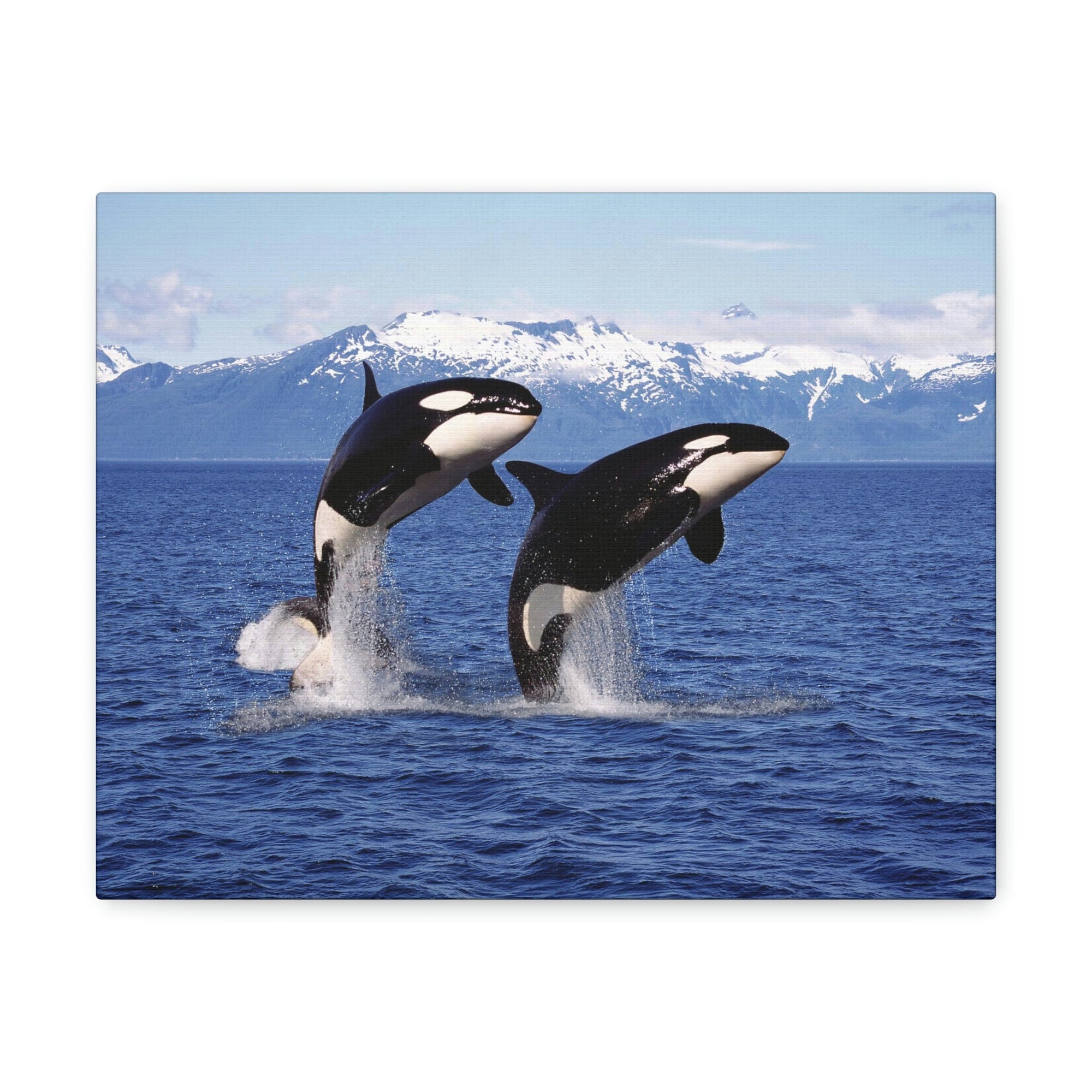 Funny Whale Silly Whale Scene Couple Wall Art Ready to Hang Unframed-Express Your Love Gifts