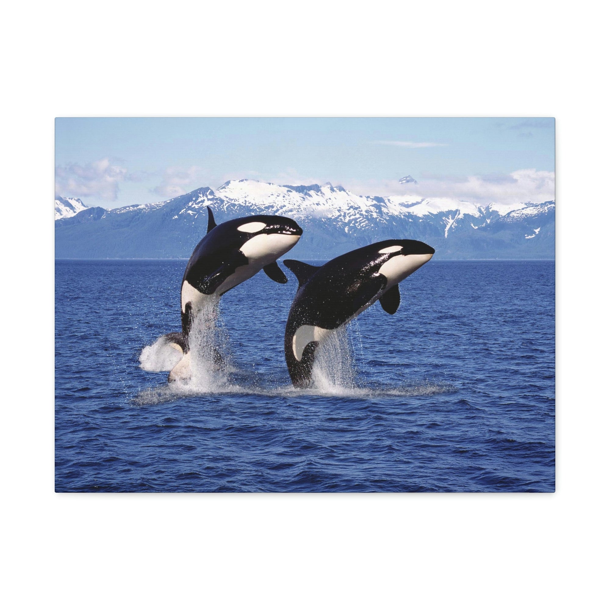 Funny Whale Silly Whale Scene Couple Wall Art Ready to Hang Unframed-Express Your Love Gifts