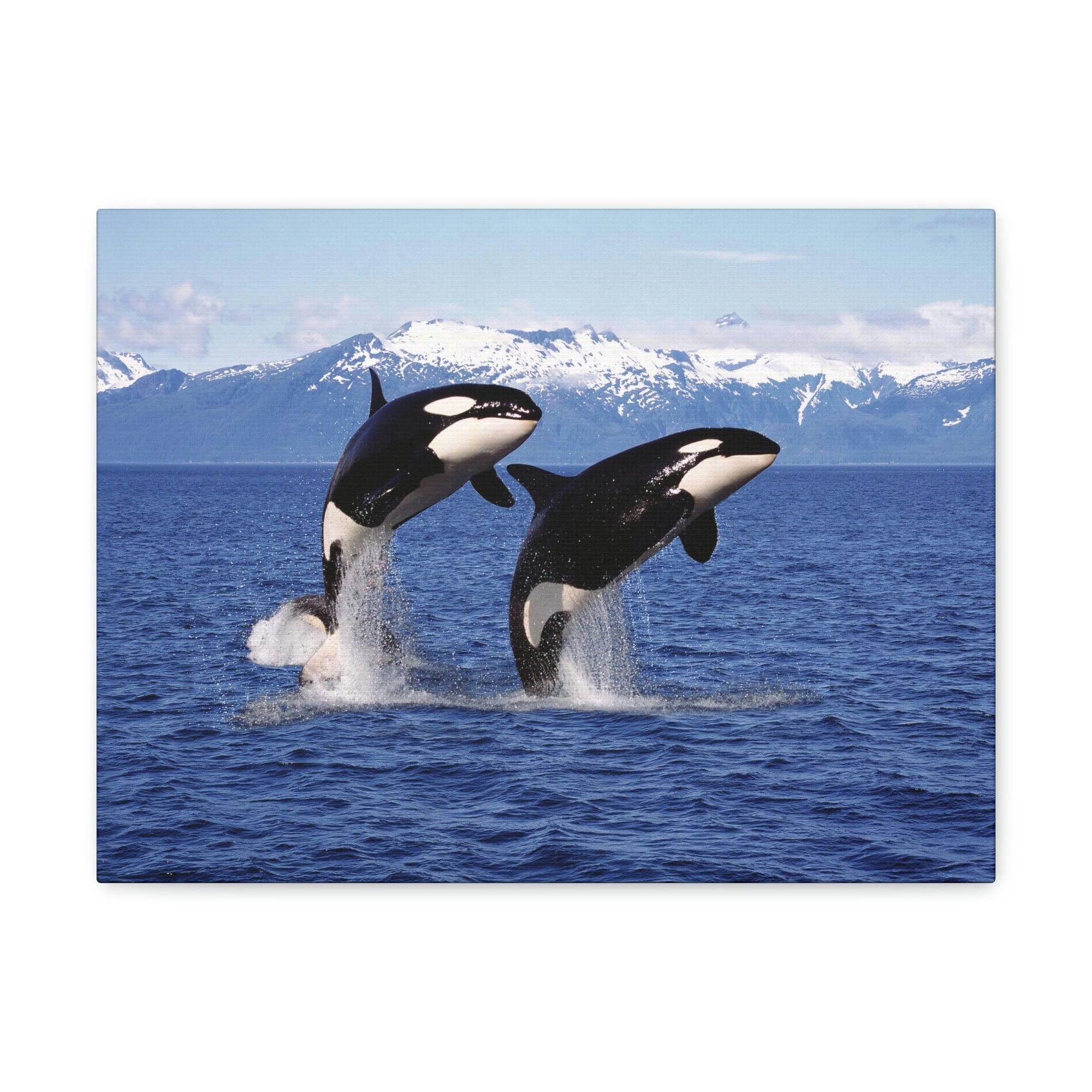 Funny Whale Silly Whale Scene Couple Wall Art Ready to Hang Unframed-Express Your Love Gifts