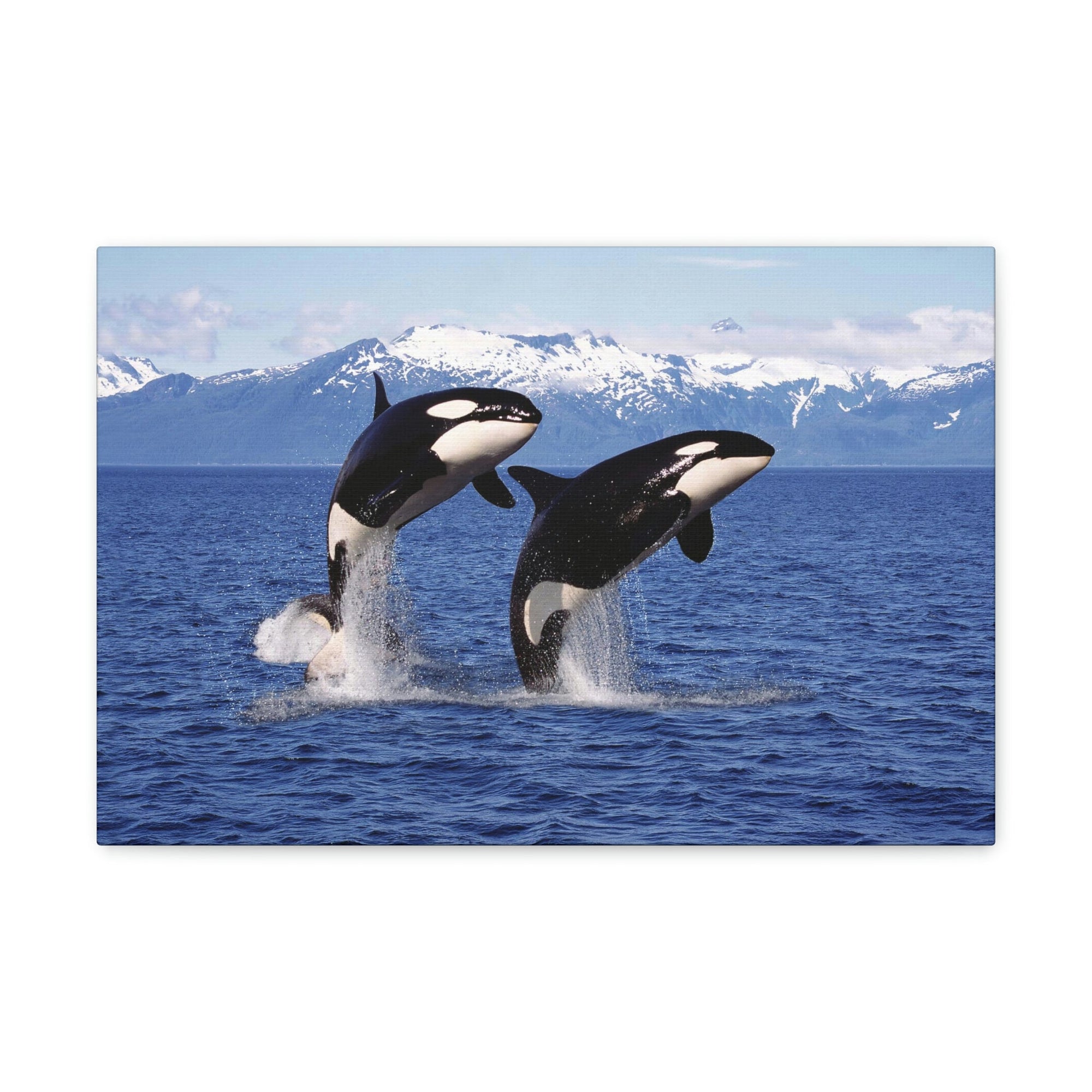 Funny Whale Silly Whale Scene Couple Wall Art Ready to Hang Unframed-Express Your Love Gifts