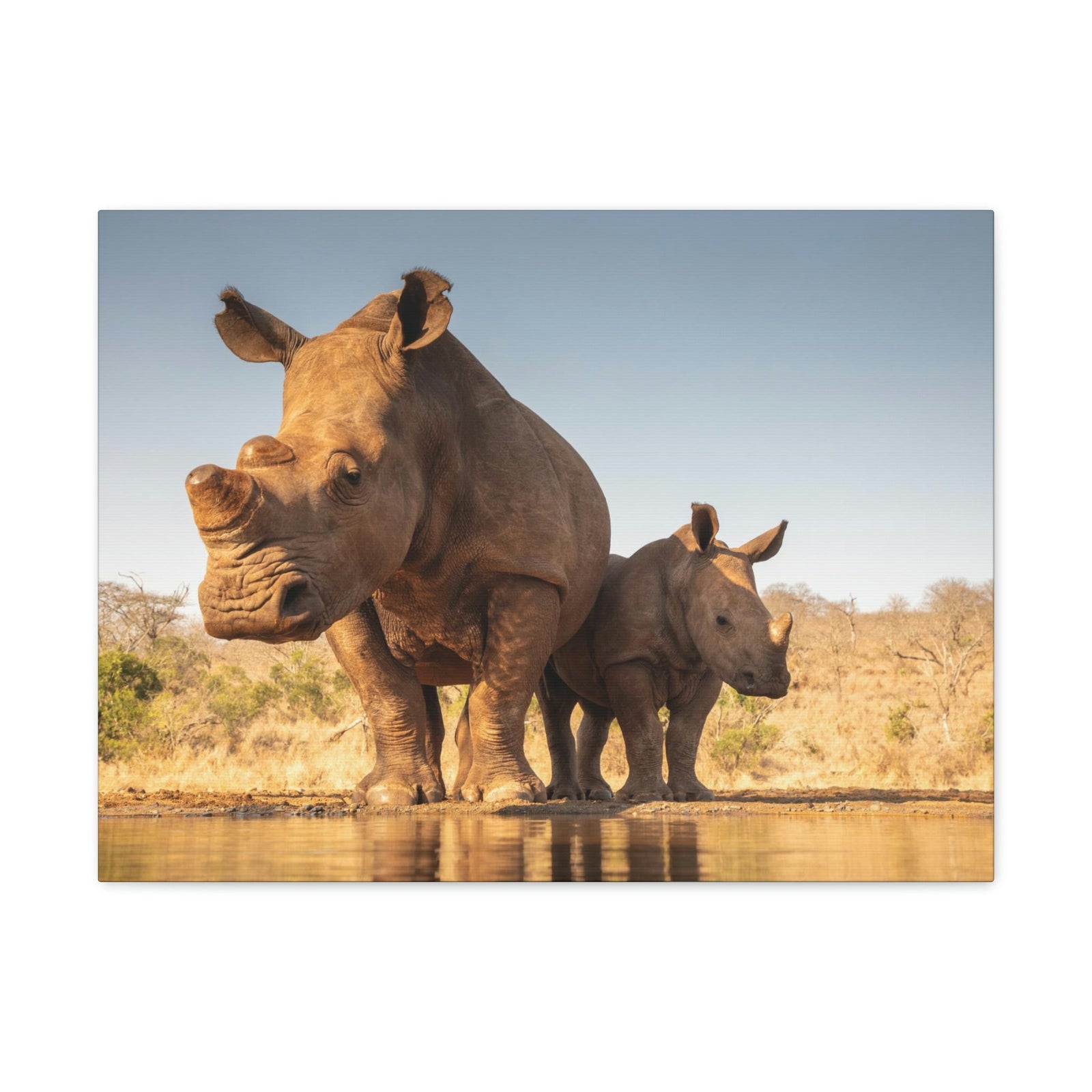 Funny White Rhino Silly White Rhino Scene Couple Wall Art Ready to Hang Unframed-Express Your Love Gifts