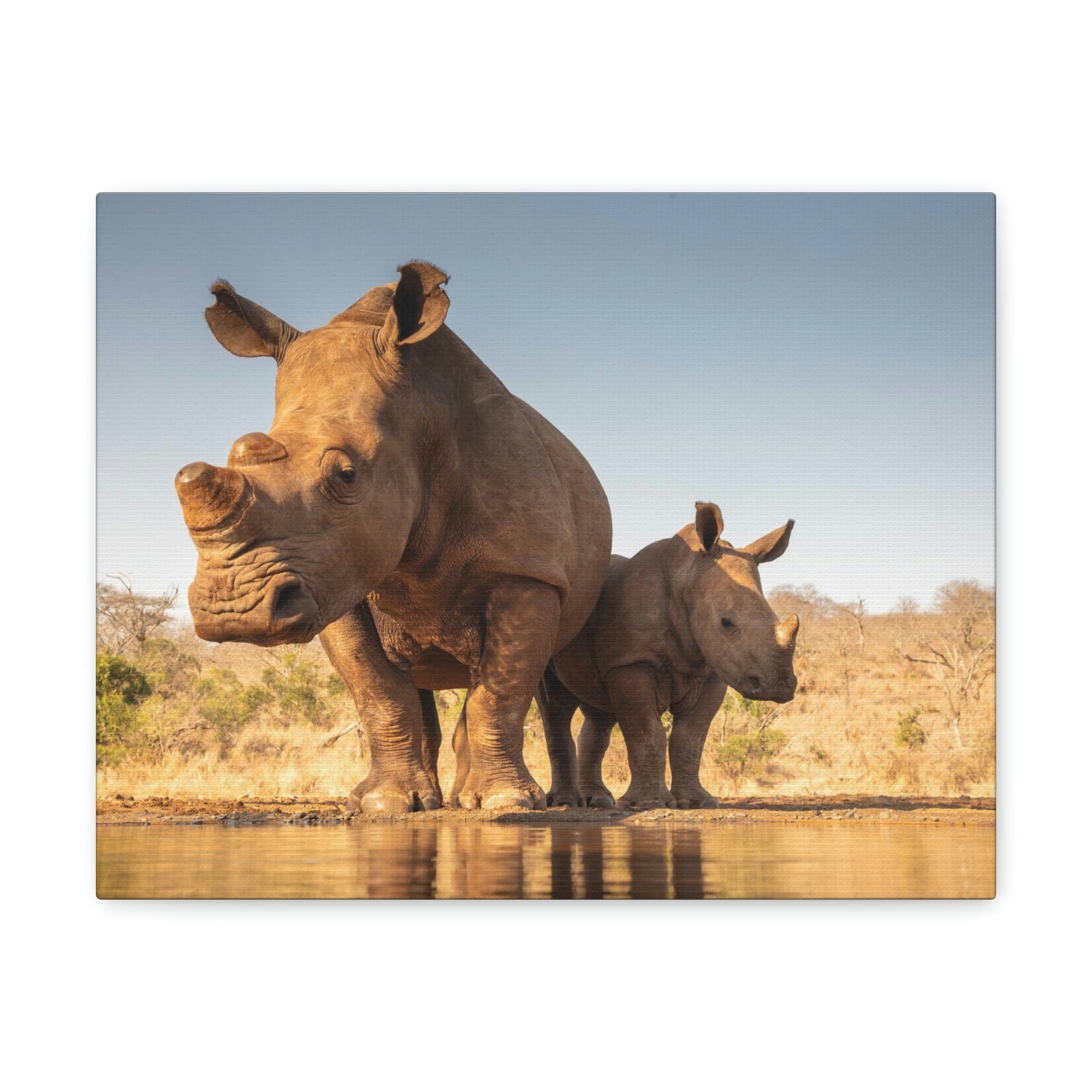 Funny White Rhino Silly White Rhino Scene Couple Wall Art Ready to Hang Unframed-Express Your Love Gifts