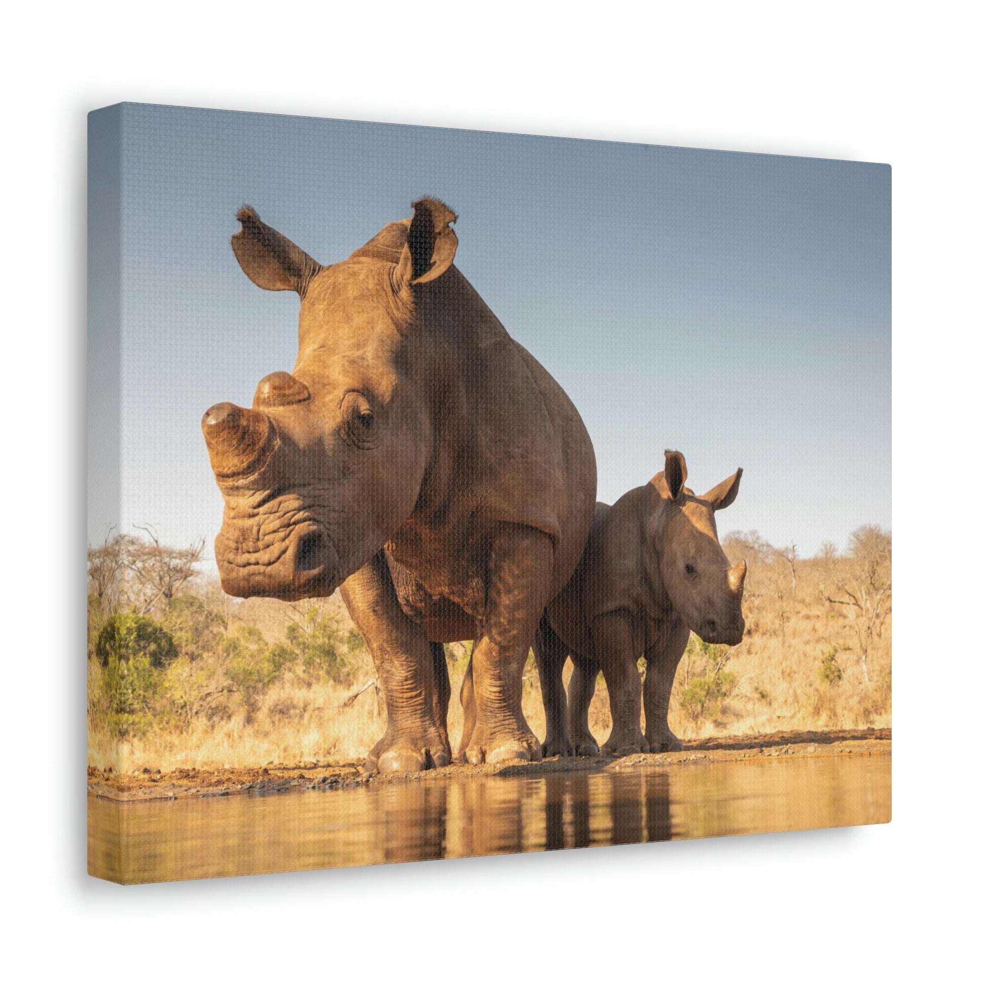 Funny White Rhino Silly White Rhino Scene Couple Wall Art Ready to Hang Unframed-Express Your Love Gifts