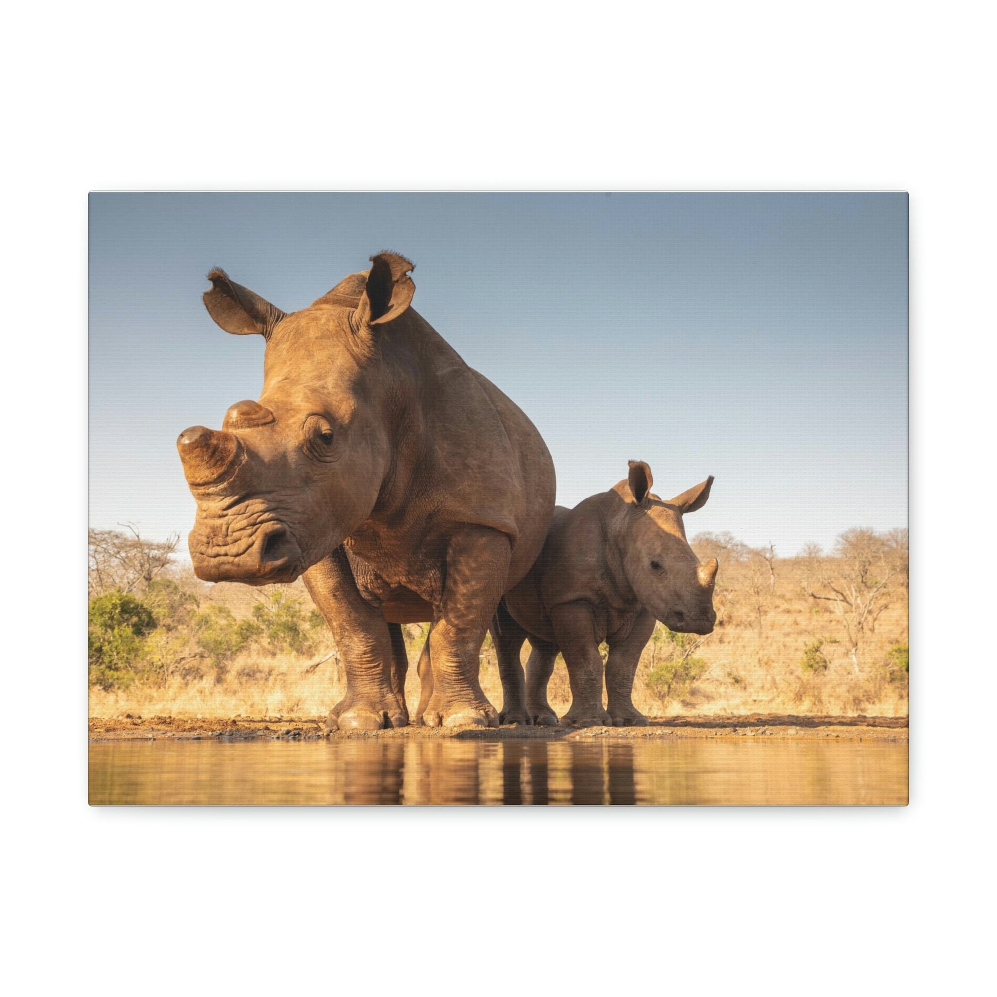 Funny White Rhino Silly White Rhino Scene Couple Wall Art Ready to Hang Unframed-Express Your Love Gifts